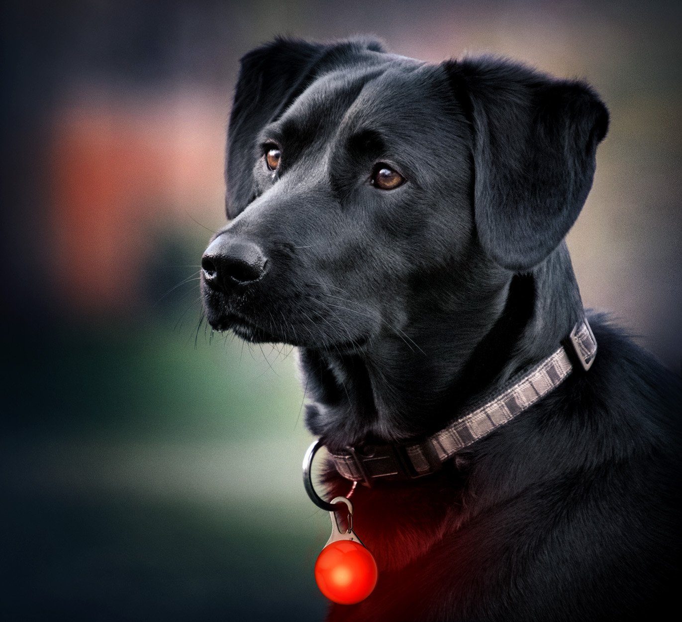 PRECORN Hunde-Sicherheitsgeschirr LED Leuchtanhänger Hunde Halsband günstig online kaufen