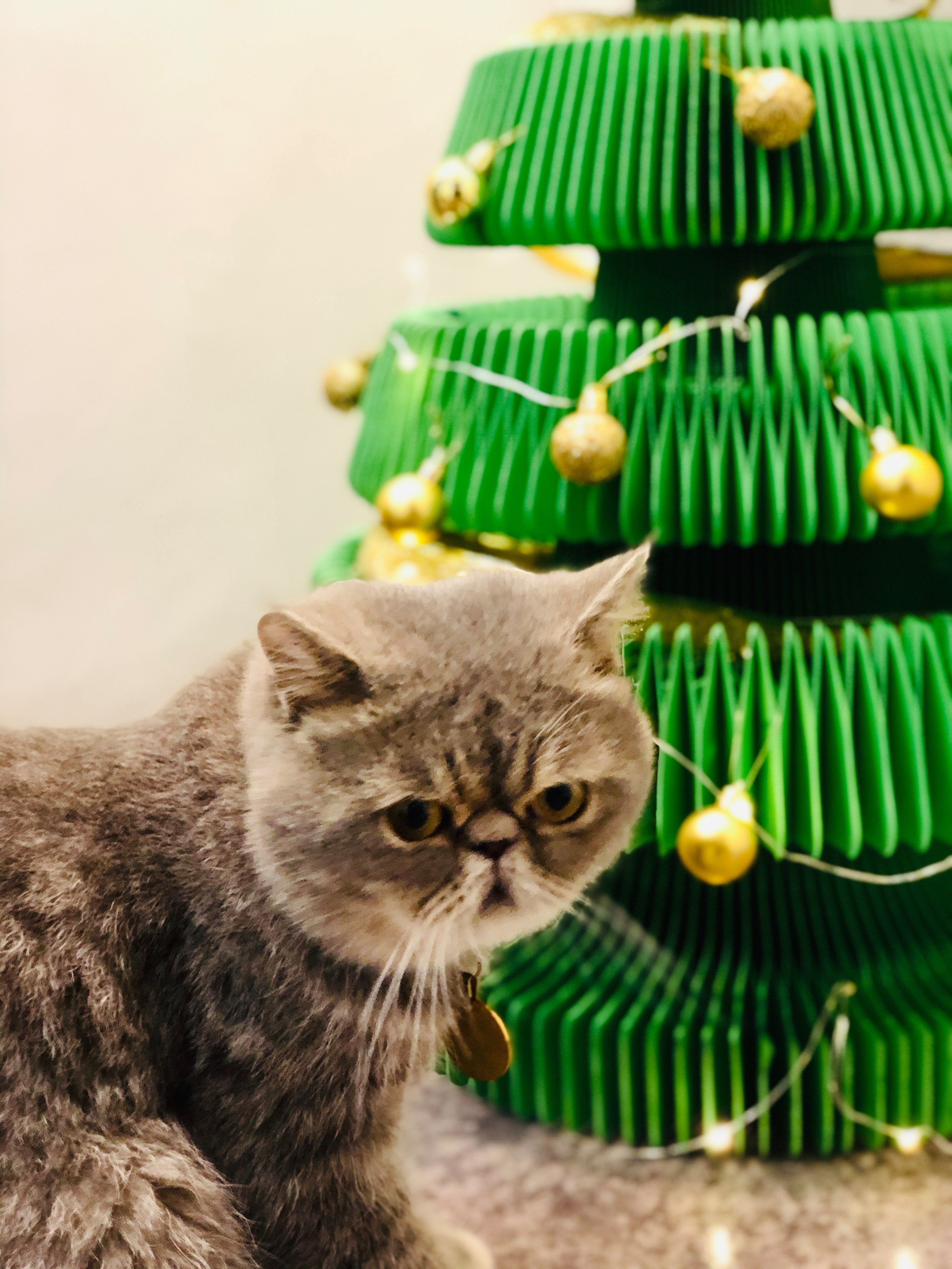 Weihnachtsbaum paper zu verstauen Papp & leicht Pappe Tannenbaum, Struktur Design, Tanne, ih Künstlicher Grün faltbar Waben Baum,