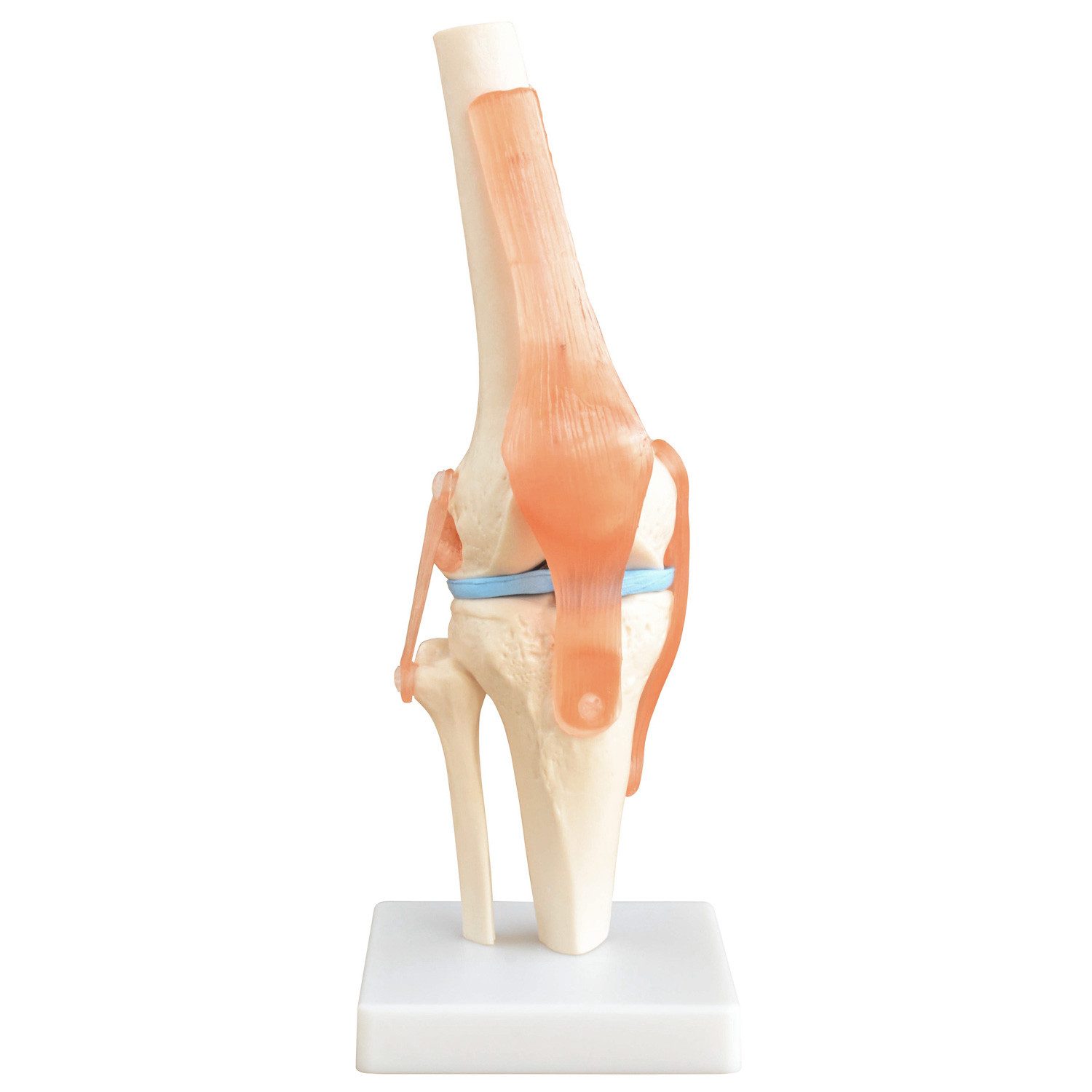 MedMod Dekoobjekt Anatomie Skelett Modell Kniegelenk Lehrmodell Lebensgroß Knie