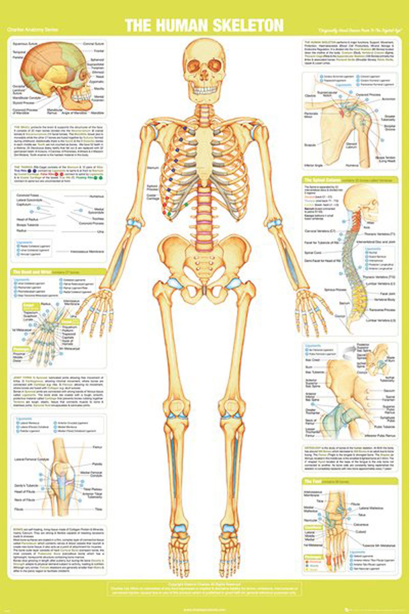 Poster Educational - Bildung - Poster - Chartex - Skeleton günstig online kaufen