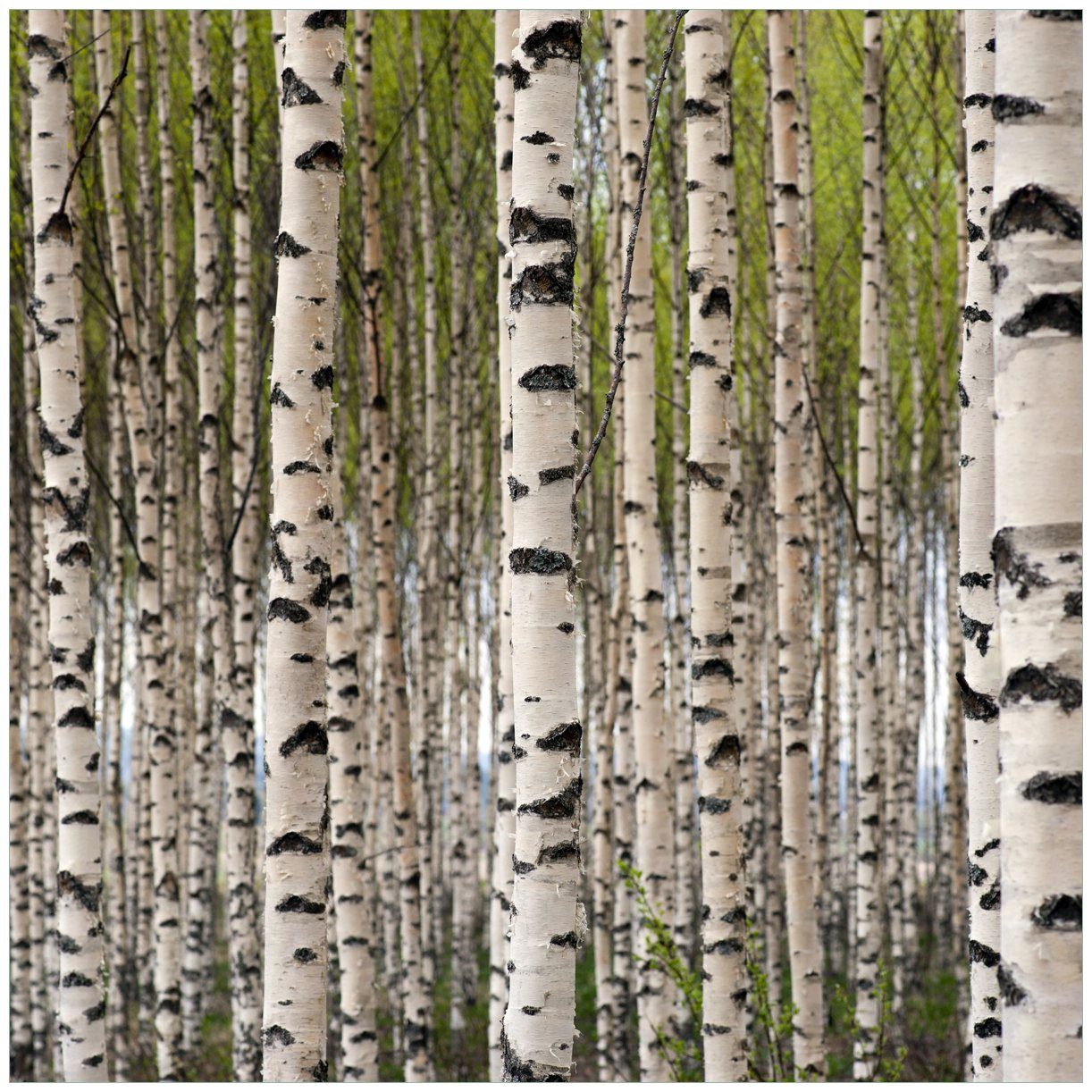 Wallario Tischplatte Birkenwald - Baumstämme in schwarz weiß (1 St), für Ikea Lack Tisch geeignet