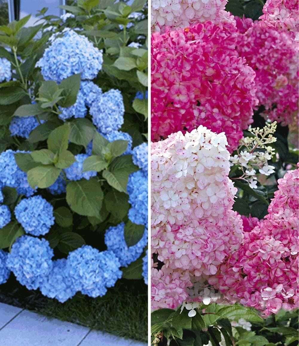 BALDUR Garten Zierstrauch Hortensien-Sortiment zum Vorteilspreis, 2 St., Freiland-hortensie,winterhart, mehrjährig, pflegeleicht