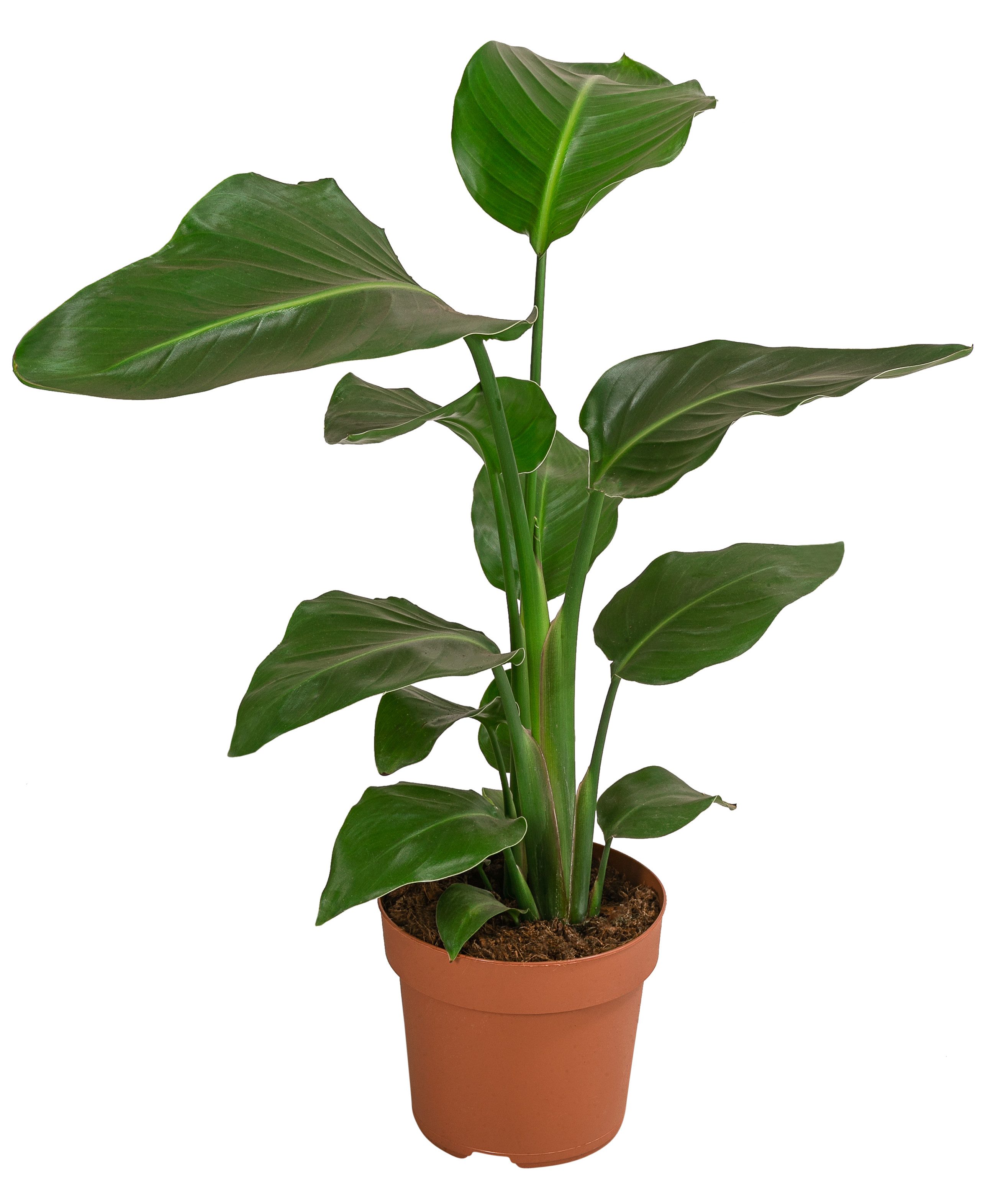 Dehner Kübelpflanzen Baumstrelitzie, Strelitzia nicolai, tropische Pflanze, versch. Größen, imposante, wärmeliebende Grünpflanze mit niedrigem Wasserbedarf