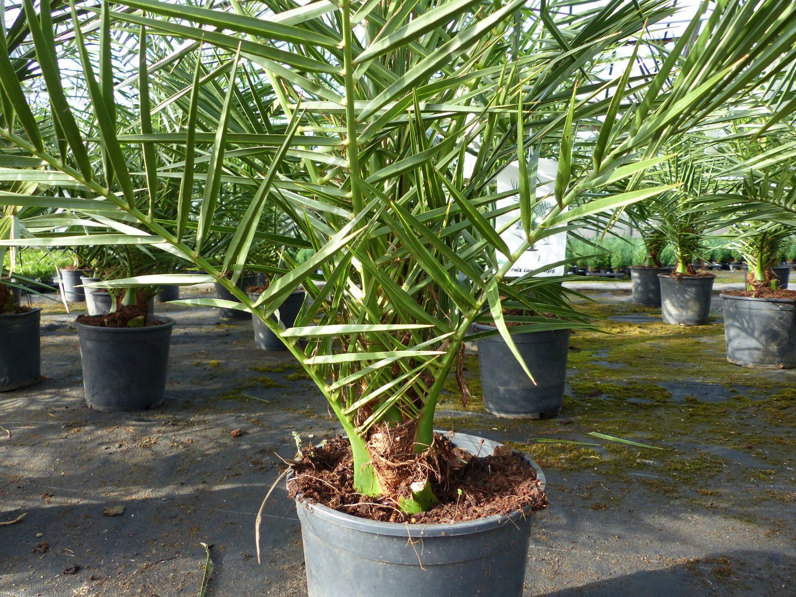gruenwaren jakubik Baum Palme 90-120 cm, Phoenix canariensis, kanarische Dattelpalme – Bild 5 von 5