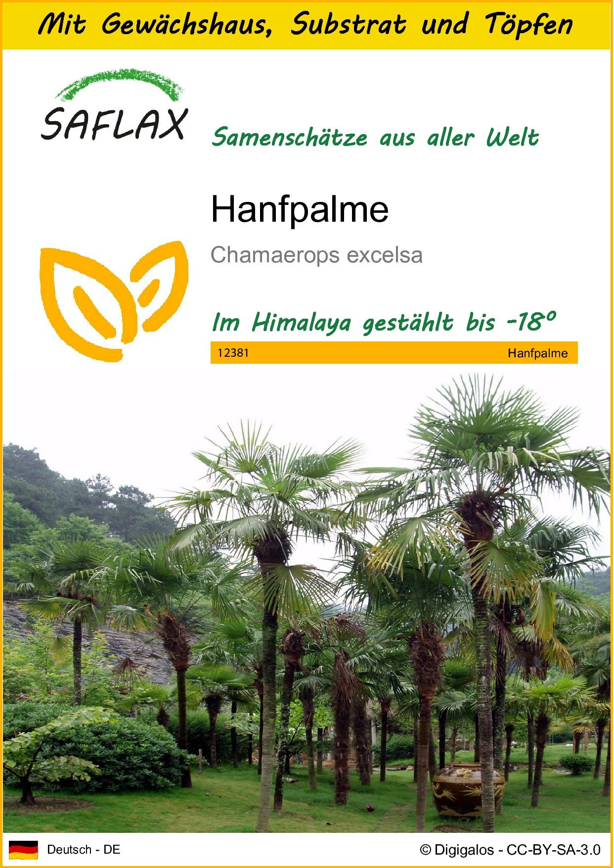 Blumensamen SAFLAX - Anzuchtset - Hanfpalme