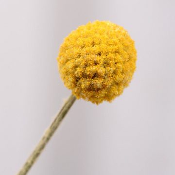 Trockenblume 30pcs, Gontence, Echte Natürliche Künstliche Blumen