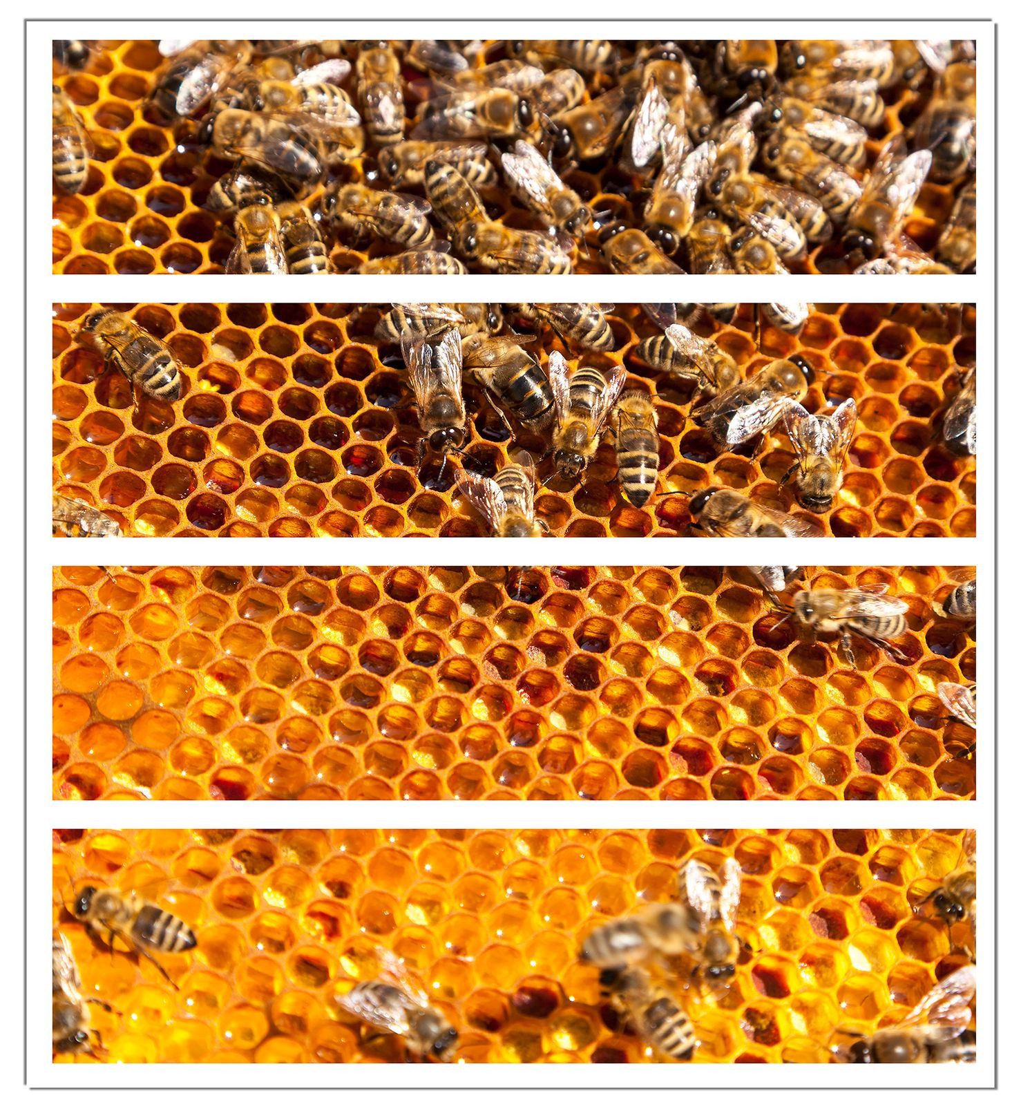 Wallario Möbelfolie Honigwaben mit Bienen
