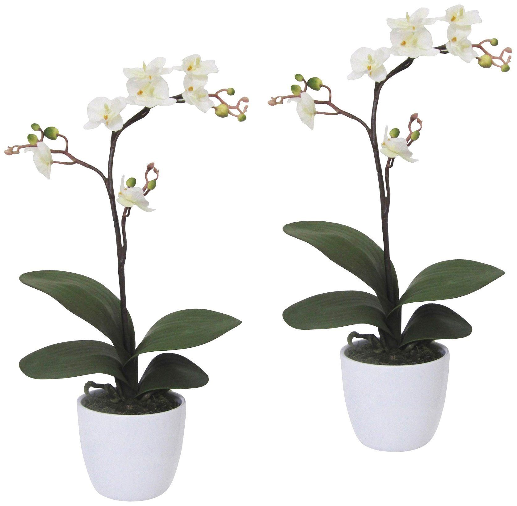 Kunstpflanze Orchidee Phalaenopsis Orchidee, Creativ green, Keramiktopf weiß im 55 Höhe cm