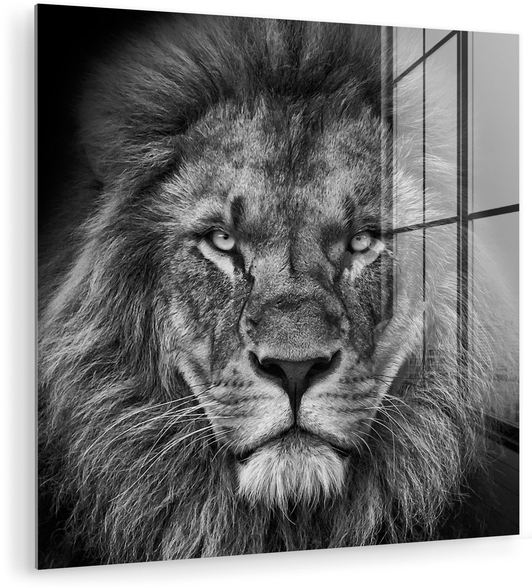 MuchoWow Acrylglasbild Tiere - Löwe - Schwarz - Weiß - Porträt, Inkl. Aufhängung, Bilder auf Glas Wandbild, Wanddeko Wohnzimmer Badezimmer, 20x20 cm