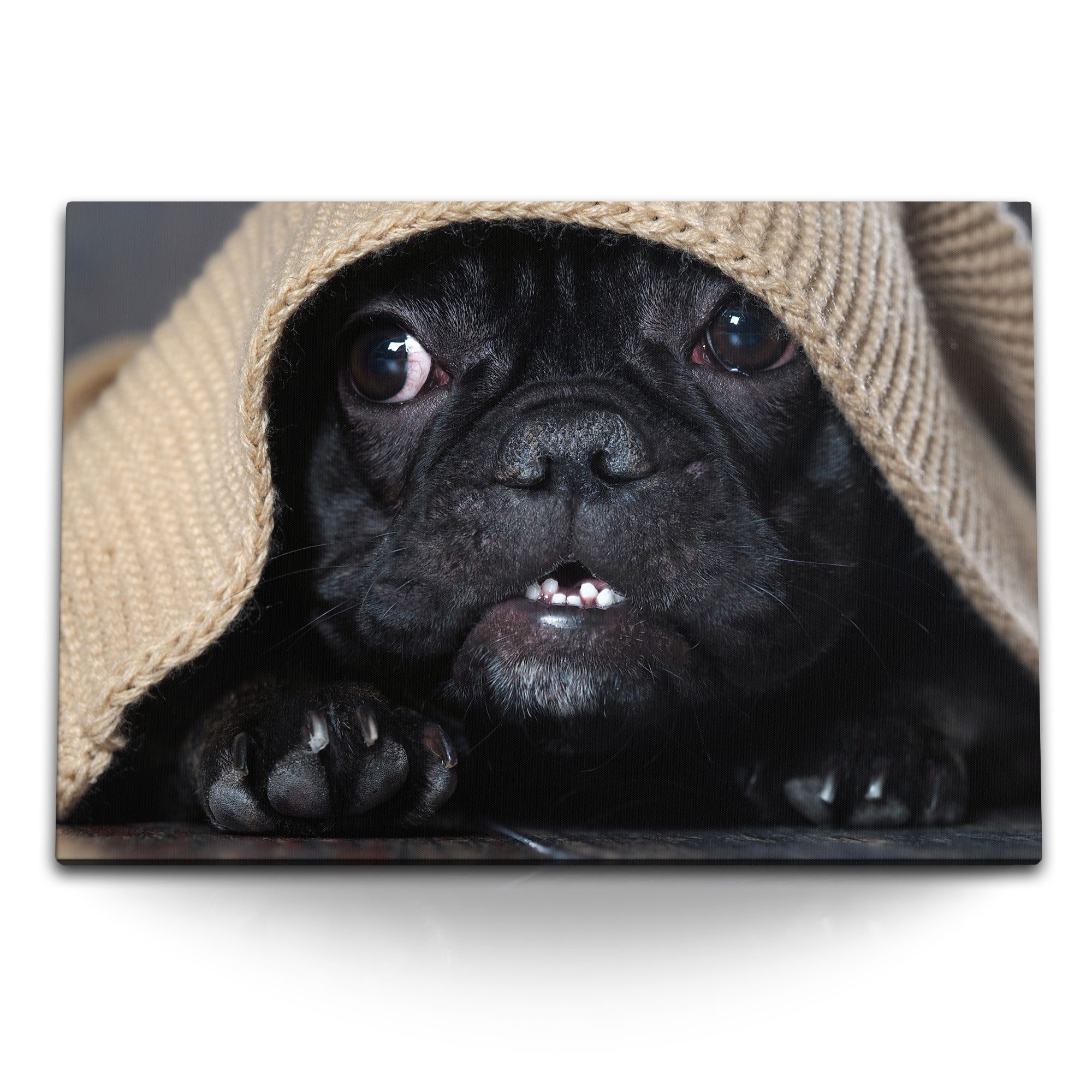 Sinus Art Leinwandbild 120x80cm Wandbild auf Leinwand Kleiner Hund Welpe Französische Bulldog, (1 St)