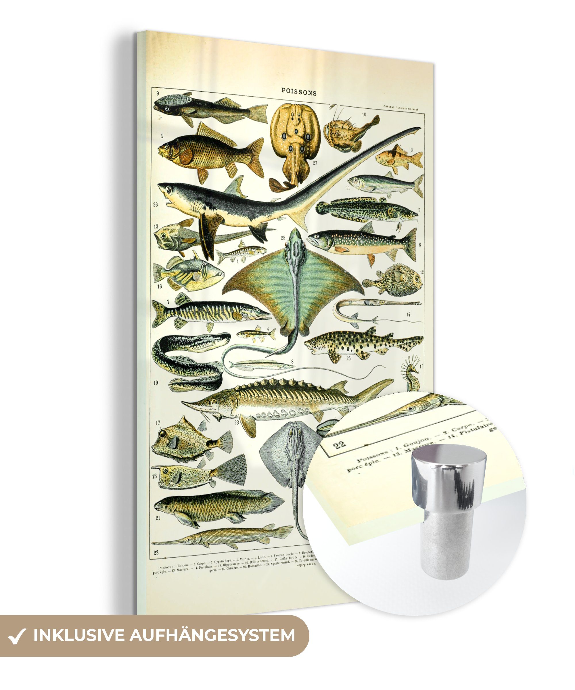 MuchoWow Acrylglasbild Fische - Meerestiere - Tiere, (1 St), Glasbilder - Bilder auf Glas Wandbild - Foto auf Glas - Wanddekoration