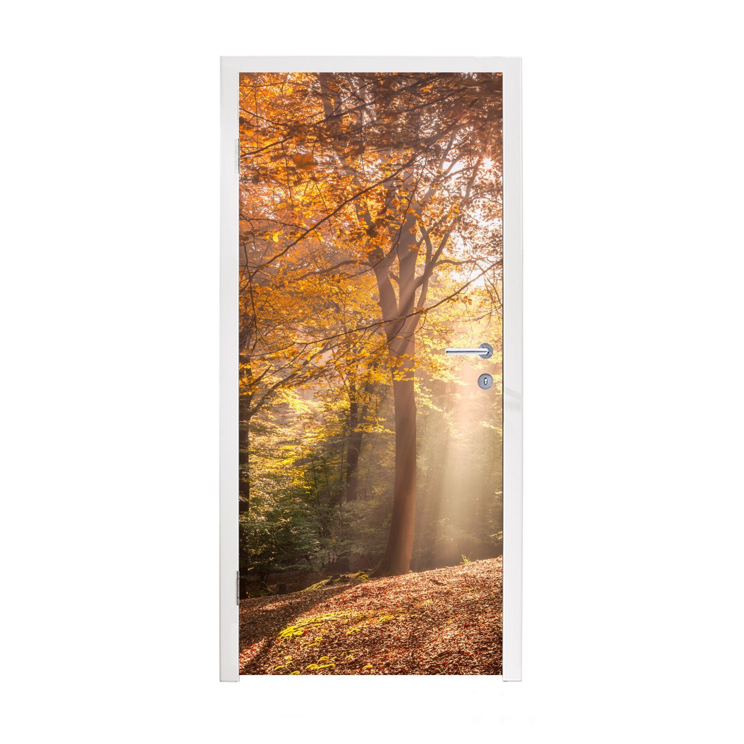 - St), Türaufkleber, Türtapete MuchoWow bedruckt, Herbst Licht 75x205 Wald, Fototapete Tür, - cm (1 für Matt,