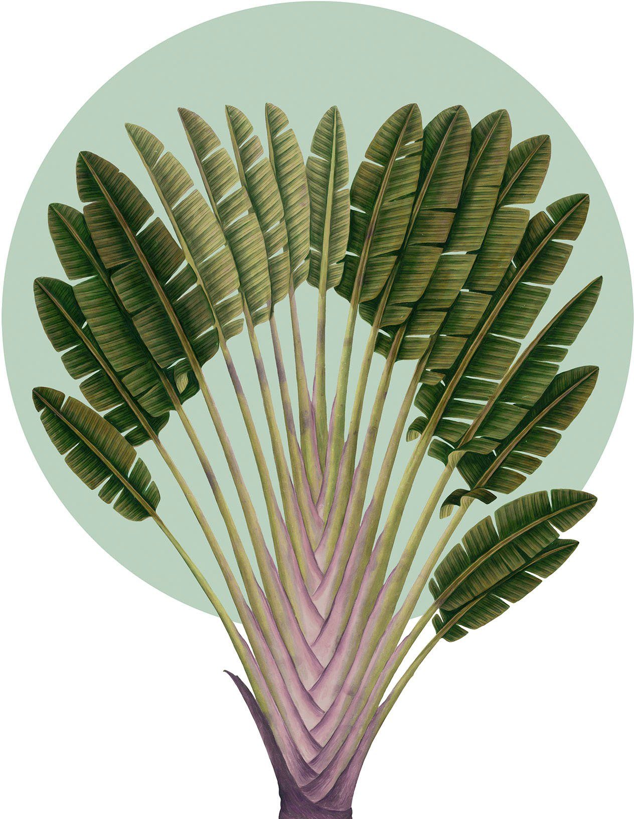 Komar Wandbild Botanical Garden Pinnate Palm, (1 St), Kinderzimmer,  Schlafzimmer, Wohnzimmer