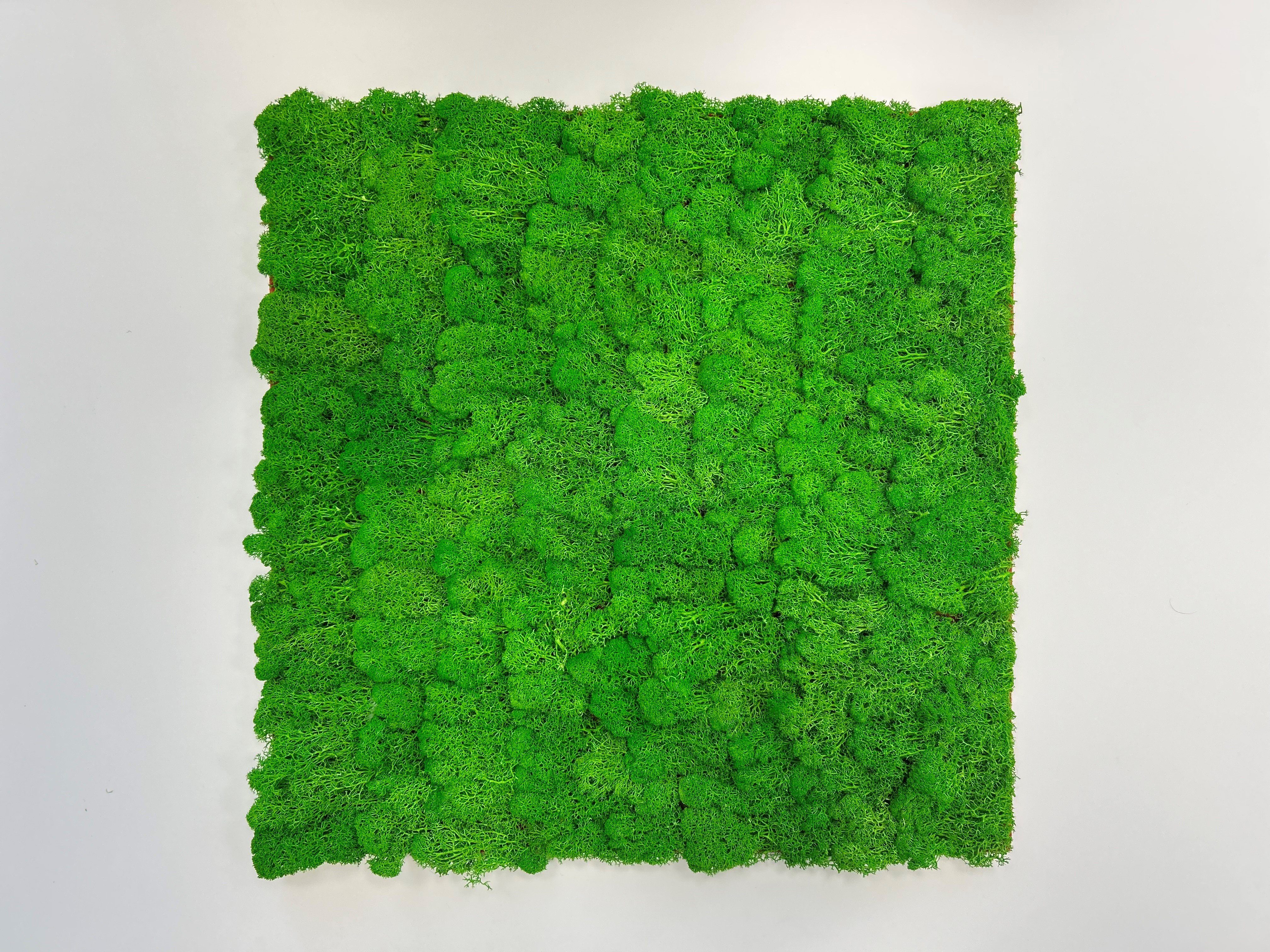 JANGAL Wandpaneel Wandpaneel Jangal Modular Wall 11101 Rich Green Moos 52 x 52 cm