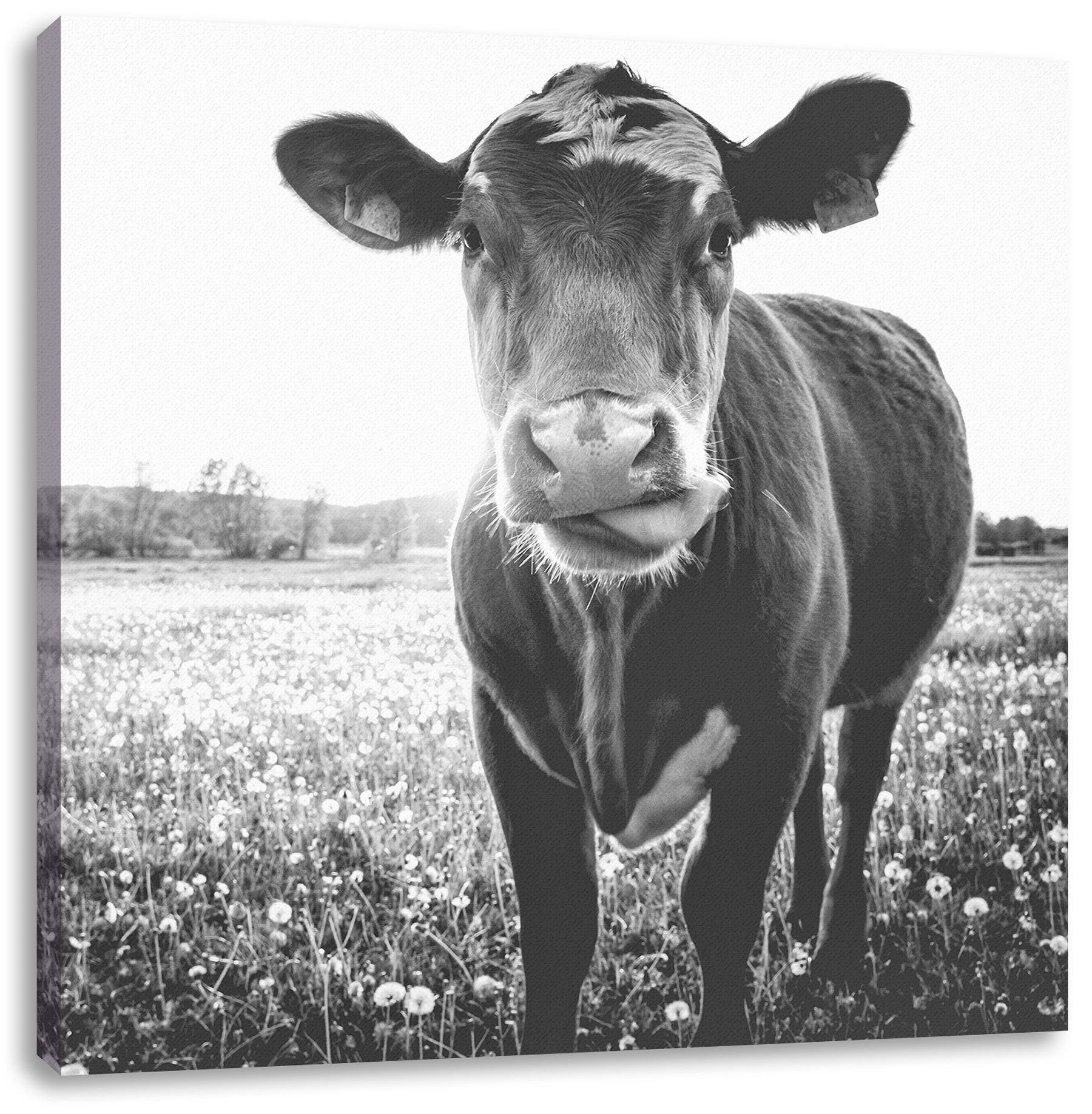 Pixxprint Leinwandbild Kuh auf Butterblumenwiese, St), inkl. Kuh Leinwandbild Butterblumenwiese (1 Zackenaufhänger bespannt, auf fertig