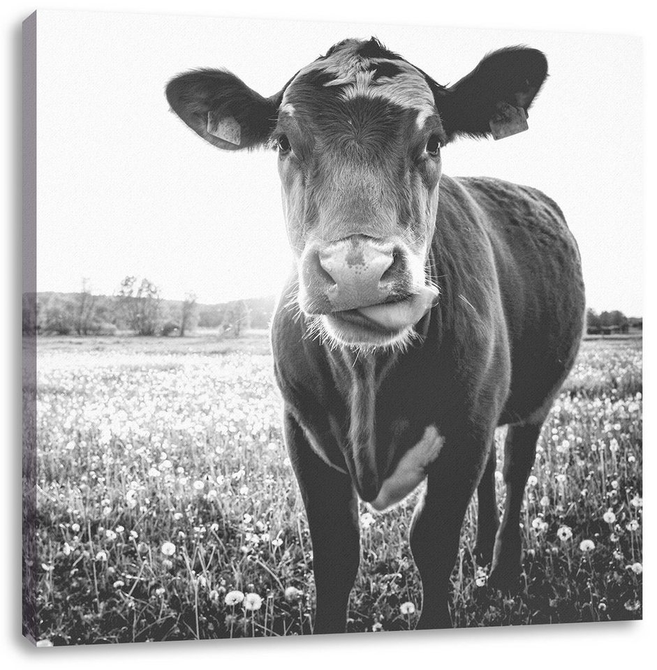 Pixxprint Leinwandbild Kuh auf Butterblumenwiese, Kuh auf Butterblumenwiese  (1 St), Leinwandbild fertig bespannt, inkl. Zackenaufhänger