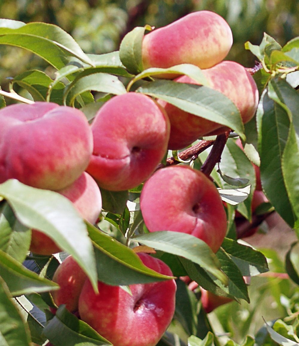 BALDUR Garten Pfirsichbaum Teller-Pfirsich 'PlatiforTWO®', 1 St., Weinbergpfirsiche,winterhart, mehrjährig, essbar