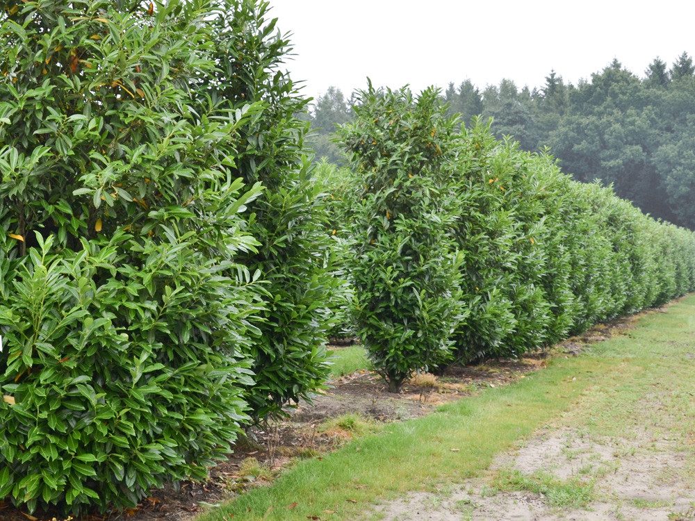 Garten von Ehren Hecken Prunus laurocerasus Caucasica', Containerware 60-80 cm