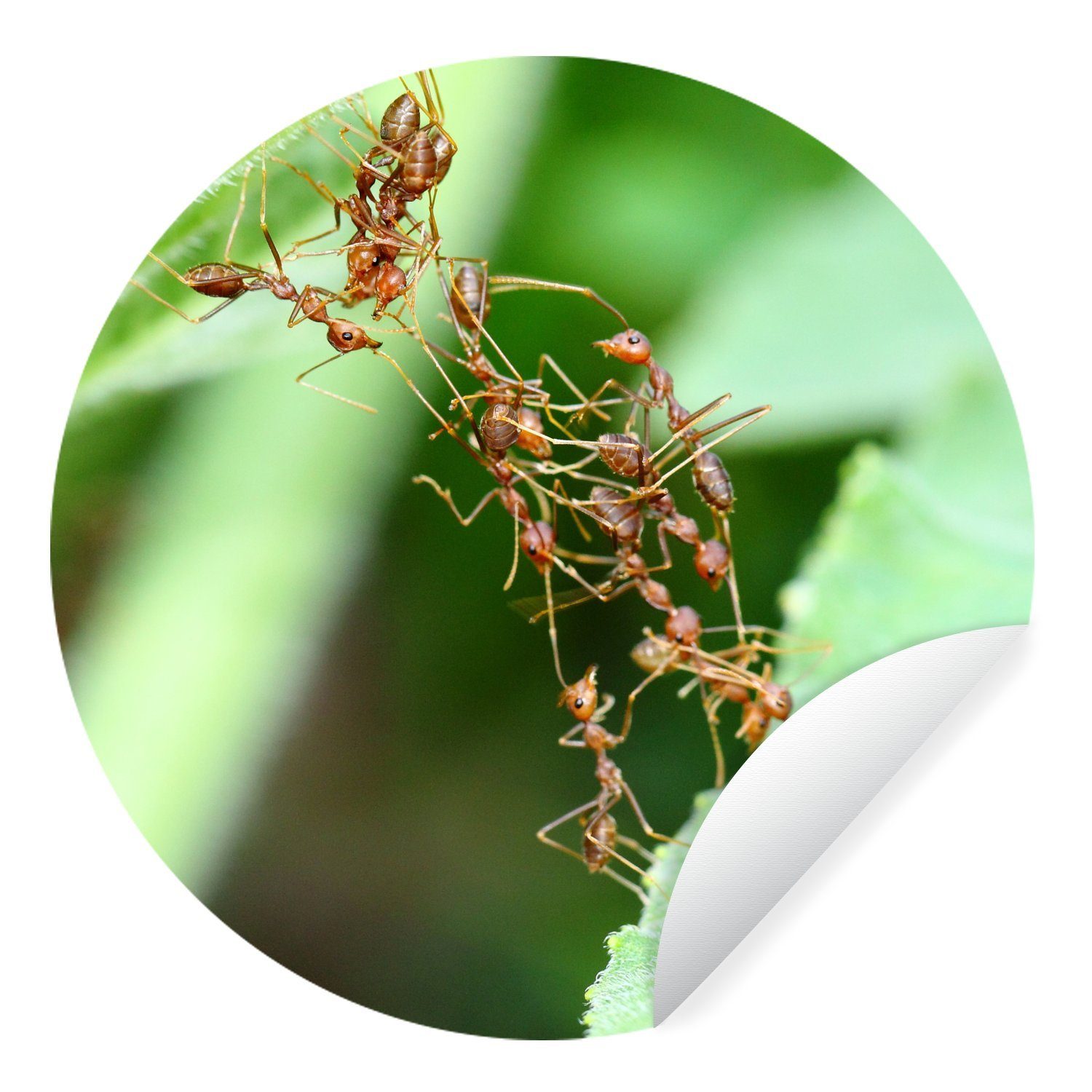 Ameisen - Wohnzimmer MuchoWow - Rund, Tapetenaufkleber, Kinderzimmer, St), Blätter (1 Insekten für Tapetenkreis Wandsticker