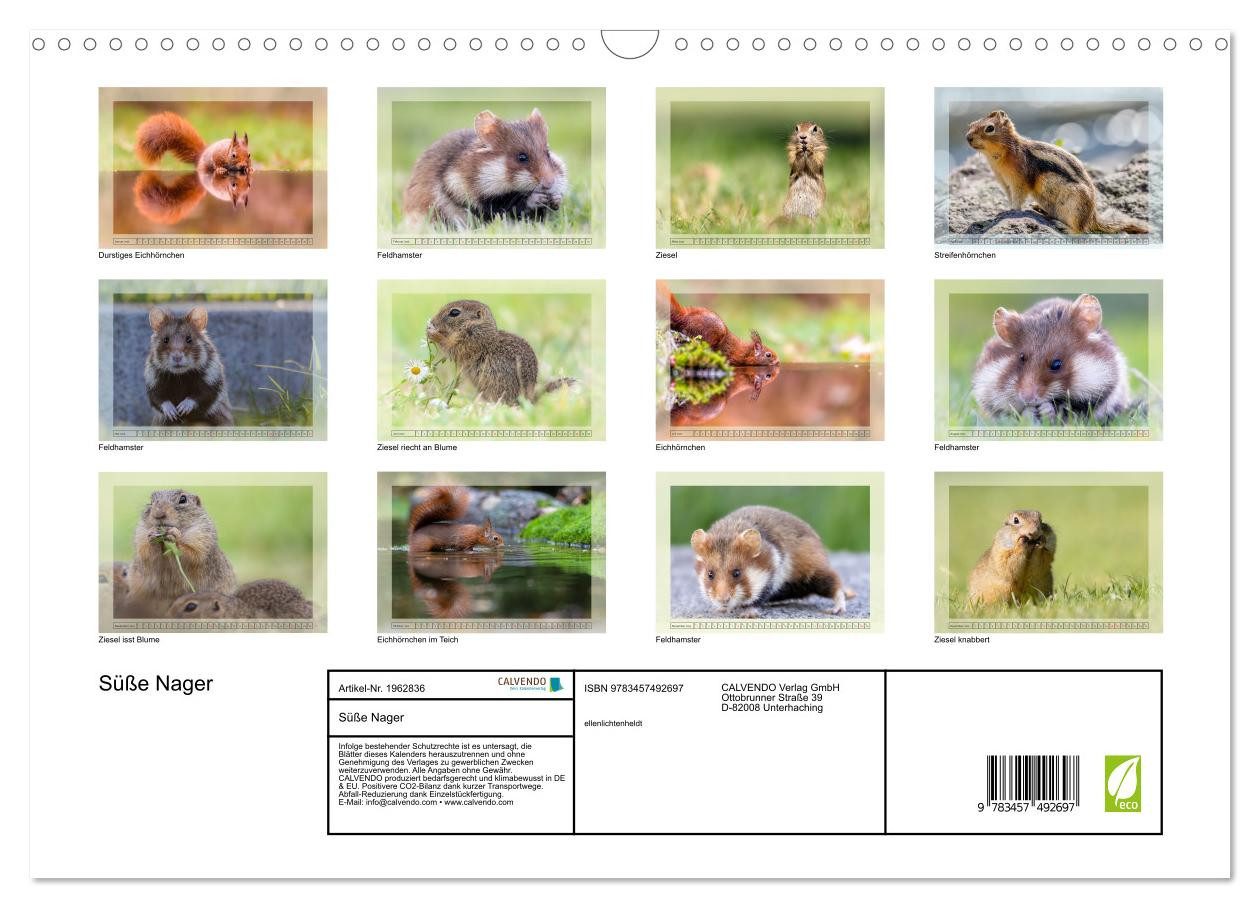 Thumbnail - CALVENDO Wandkalender Süße Nager (Wandkalender 2026 DIN A3 quer), CALVENDO Monatskalender