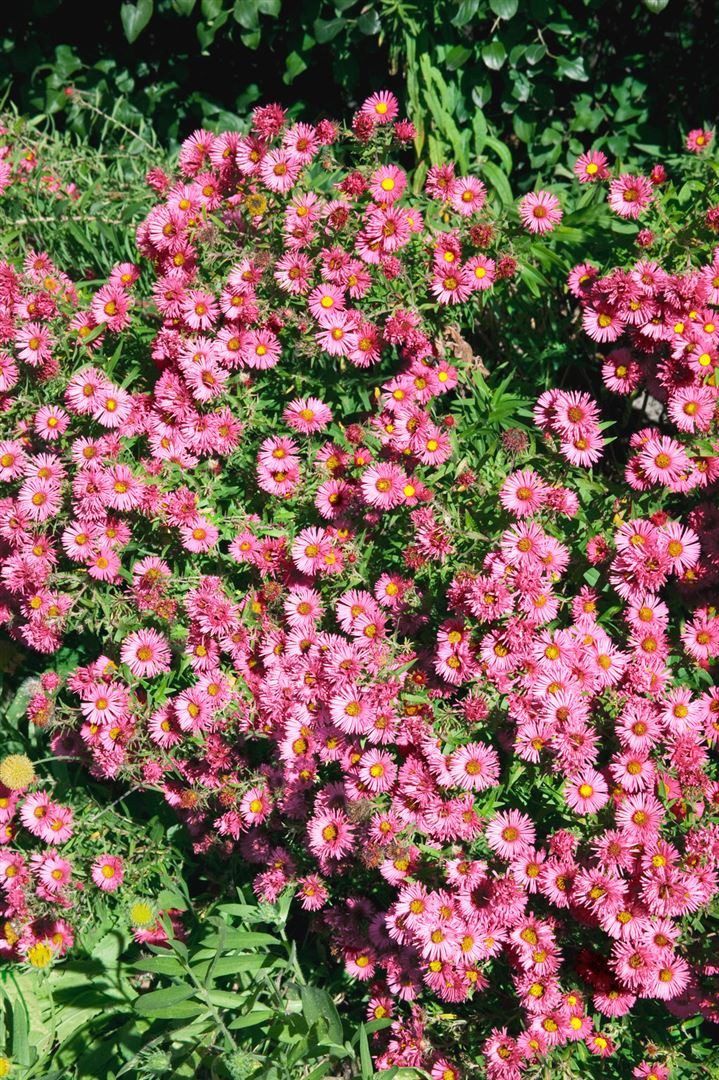 Pflanzen für Dich Staude Aster novae-angliae 'Rudelsburg', 1 St., Raublatt-Aster, Neuengland-Aster
