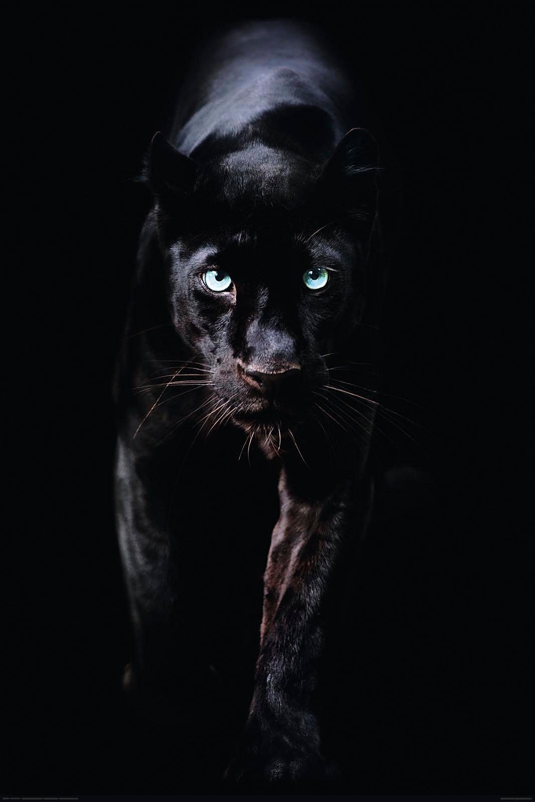Reinders! Deco-Panel Schwarzer Panther günstig online kaufen