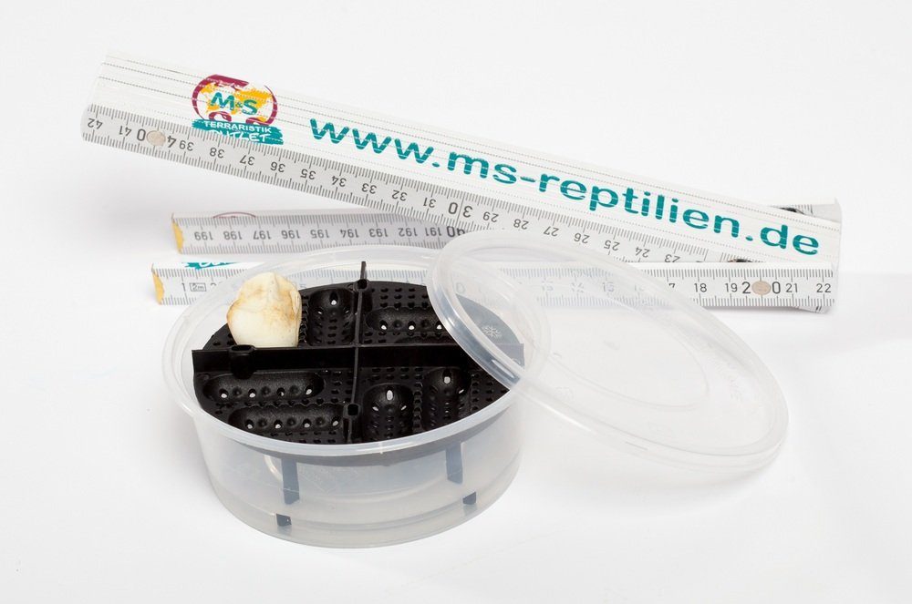 Terrarium Eiablagebehälter '' GEO'' small / niedrig (inkl. Becher)