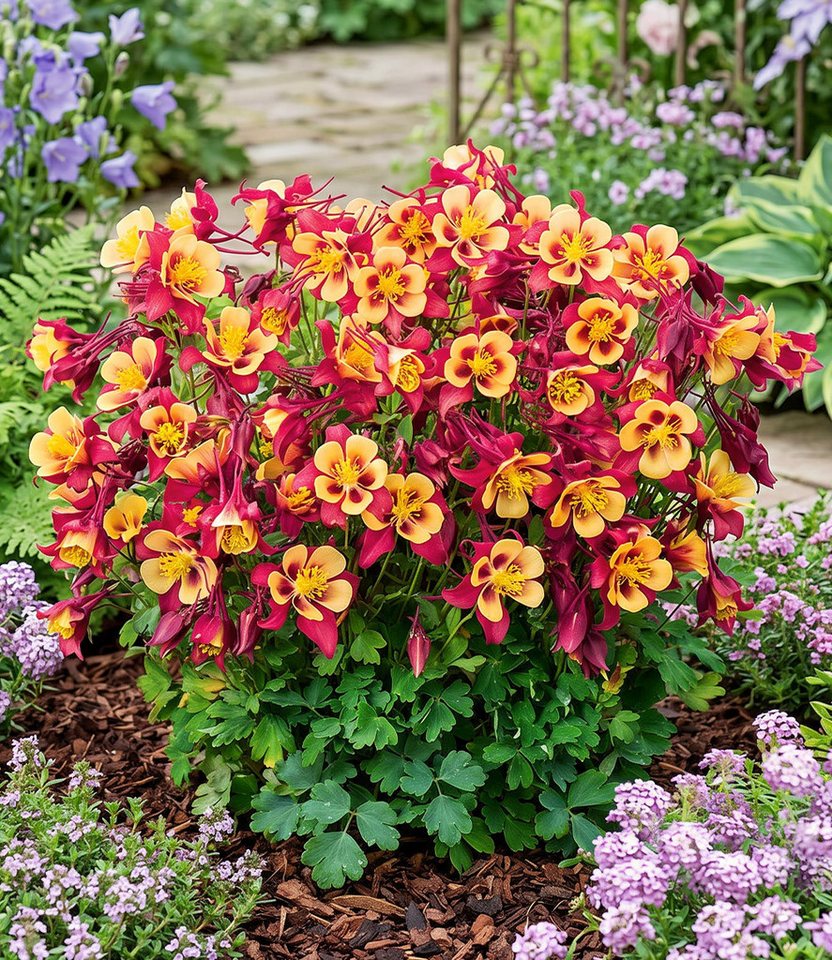 BALDUR Garten Staude Akelei 'Earlybird® Red Yellow', 9 St., Einzigartiig,winterhart, mehrjährig, pflegeleicht