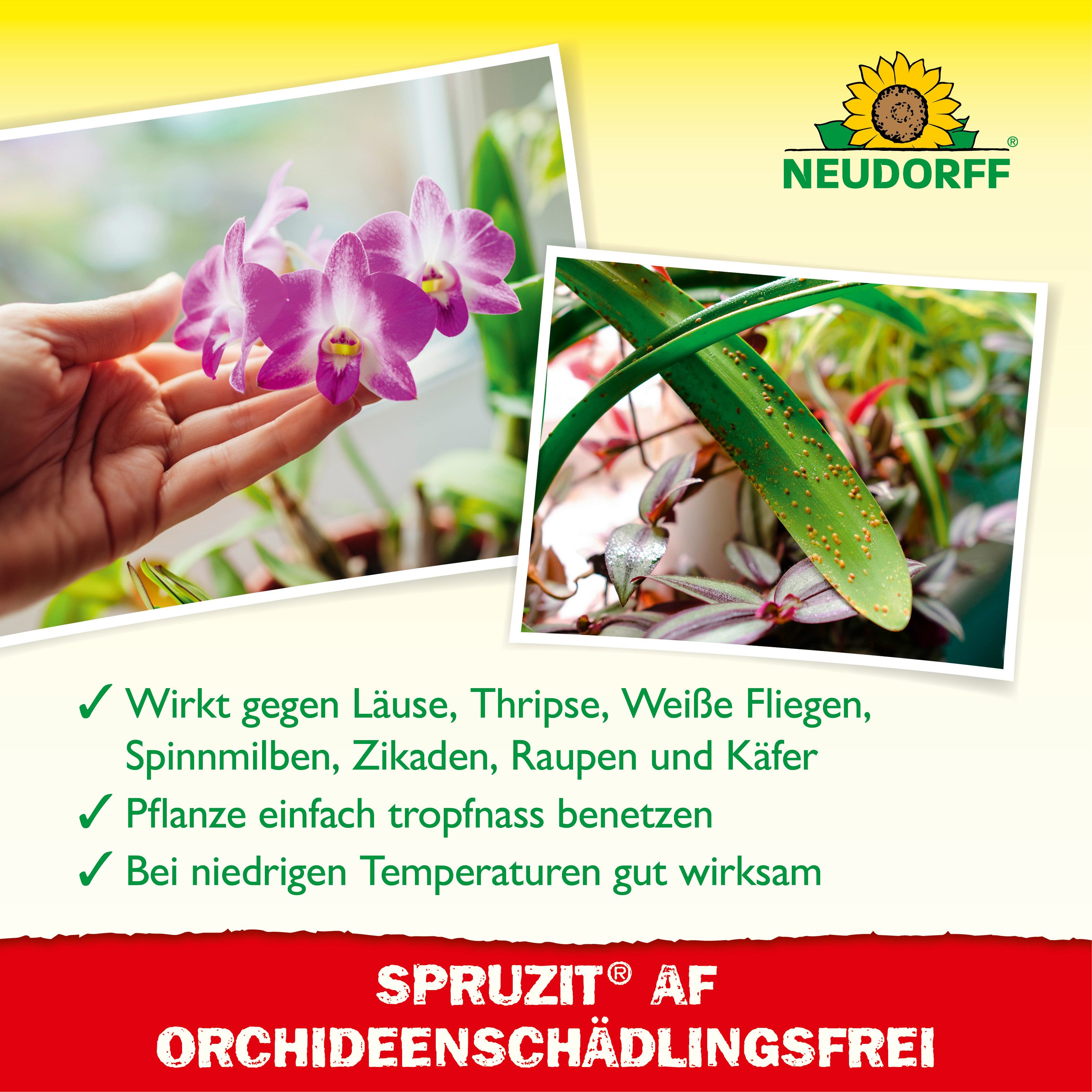 Neudorff Insektenspray Spruzit AF OrchideenSchädlingsFrei 250 ml, 0,25 l, Wirkt gegen Eier, Larven & ausgewachsene Insekten, Anwendungsfertiges Schädlingsspray  – Bild 4 von 5