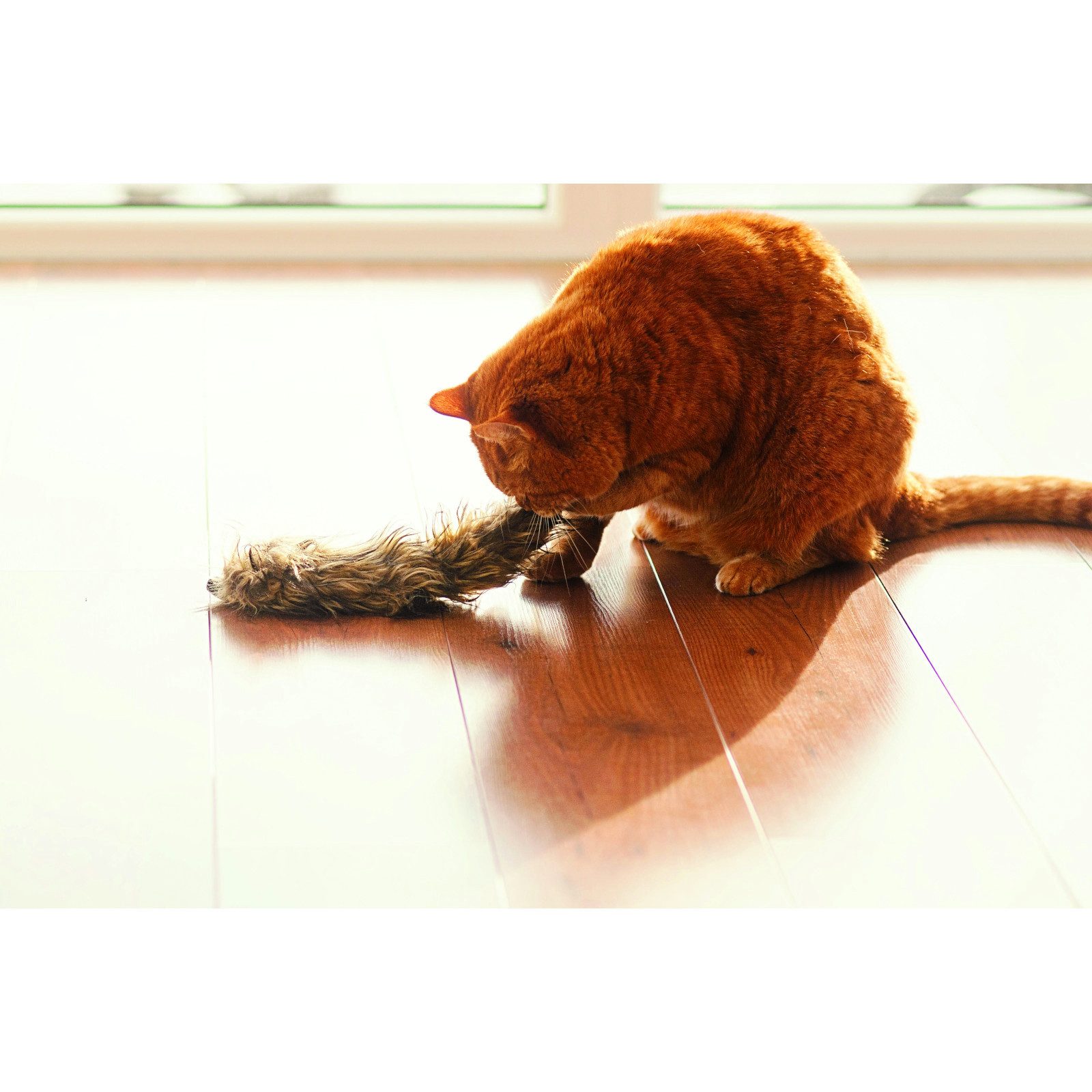 Aumüller Tierkuscheltier Katzenspielzeug Frettchen Figo, der ultimative Spi günstig online kaufen