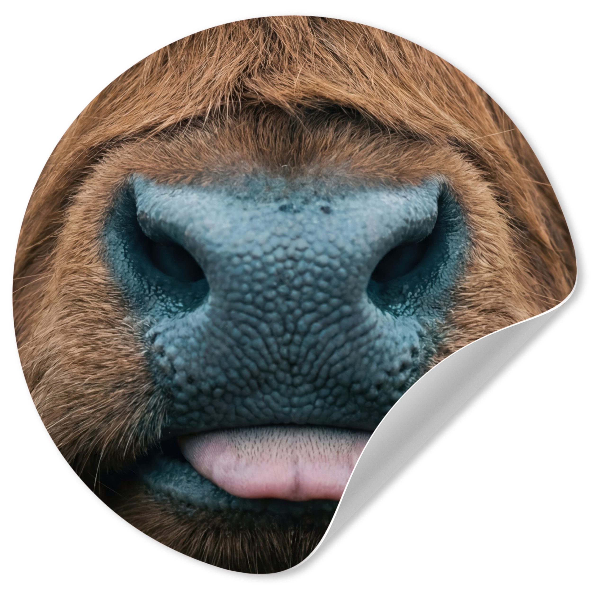 MuchoWow Wandsticker Schottischer Hochländer - Nase - Braun (1 St), Wandtattoo Selbstklebend, Wohnzimmer Deko Aufkleber, 30x30 cm