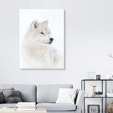 Posterlounge Acrylglasbild Jim Cumming, Arktischer Wolf, Fotografie