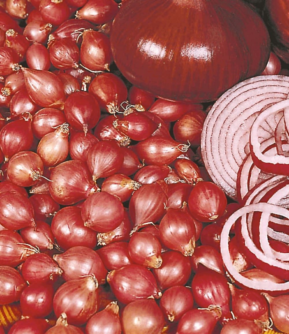 BALDUR Garten Gemüsepflanze Rote Steckzwiebeln 'Red Baron', 75 St., Schalotten, ertragreich, robust