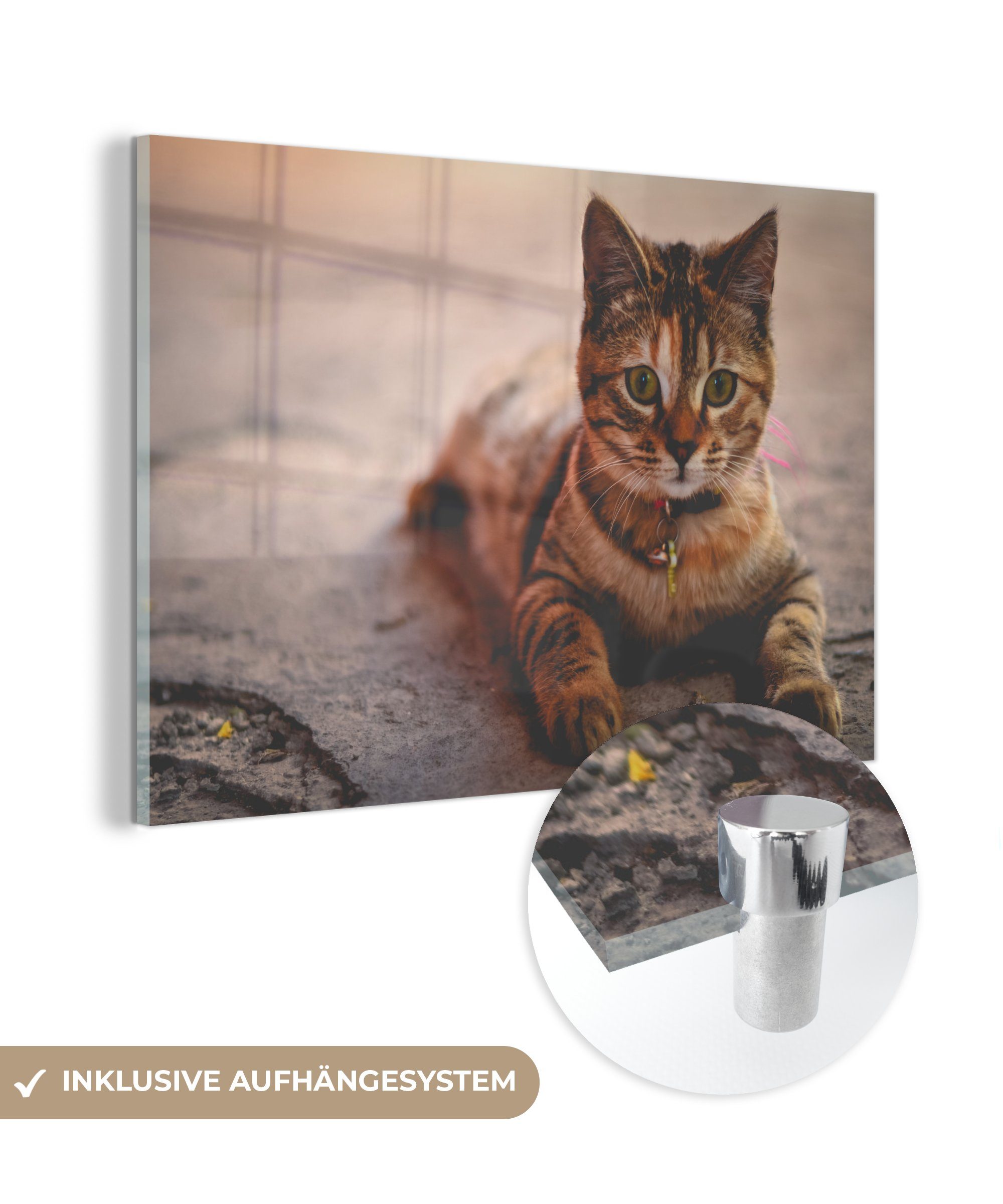 MuchoWow Acrylglasbild Katze - Kleid - Halsband, (1 St), Acrylglasbilder Wohnzimmer & Schlafzimmer