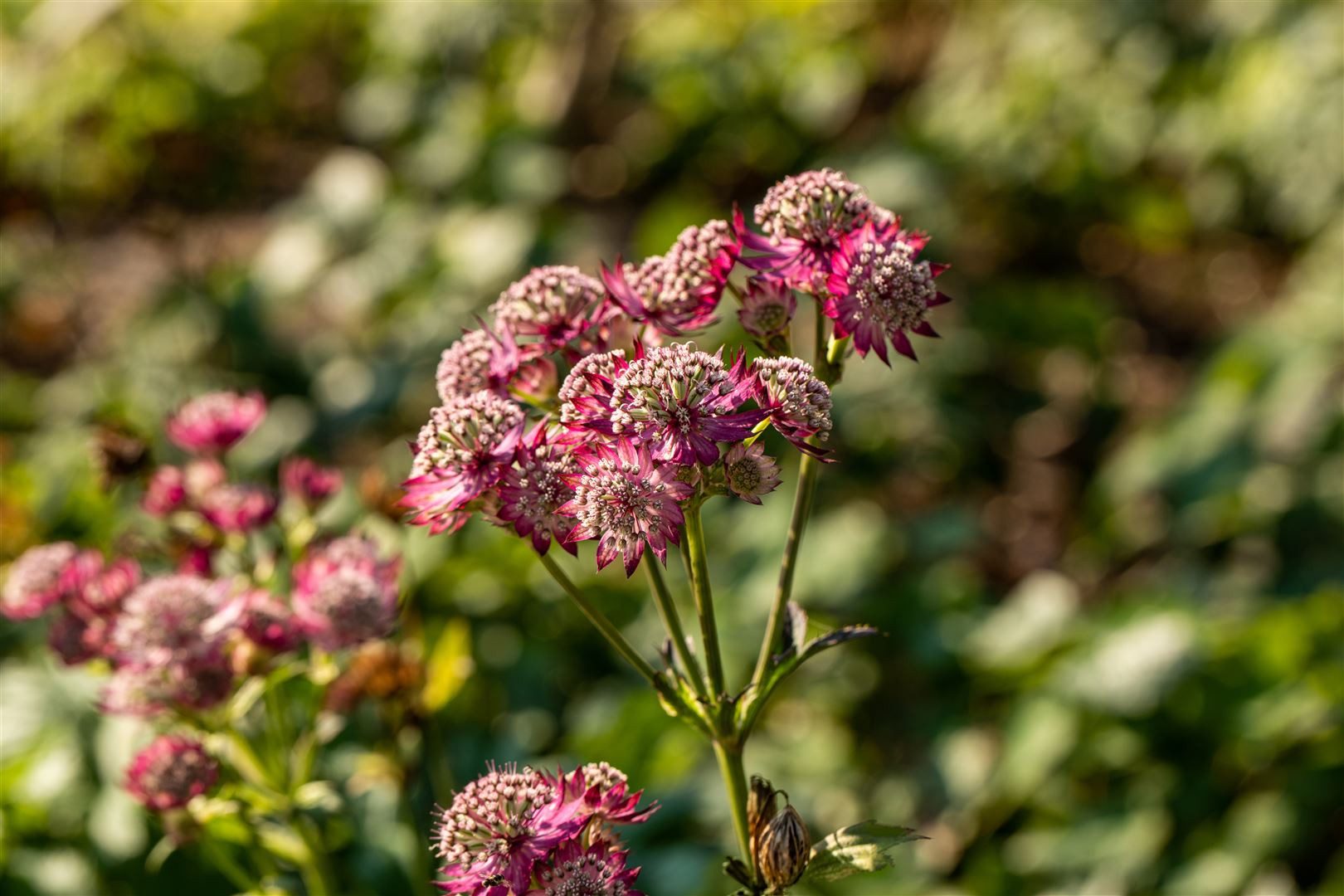 Pflanzen für Dich Staude Astrantia major Rosensinfonie, 1 St., Große Sterndolde