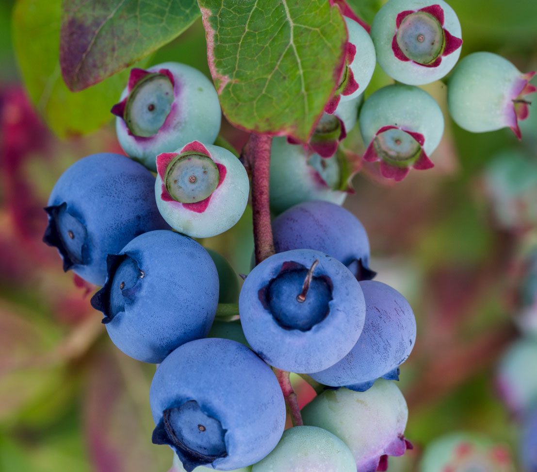 Dehner Obstpflanze Heidelbeere Bluecrop, Vaccinium corymbosum, dicke Früchte, 55-65 cm, selbstbefruchtender Beerenstrauch mit aromatischen Früchten