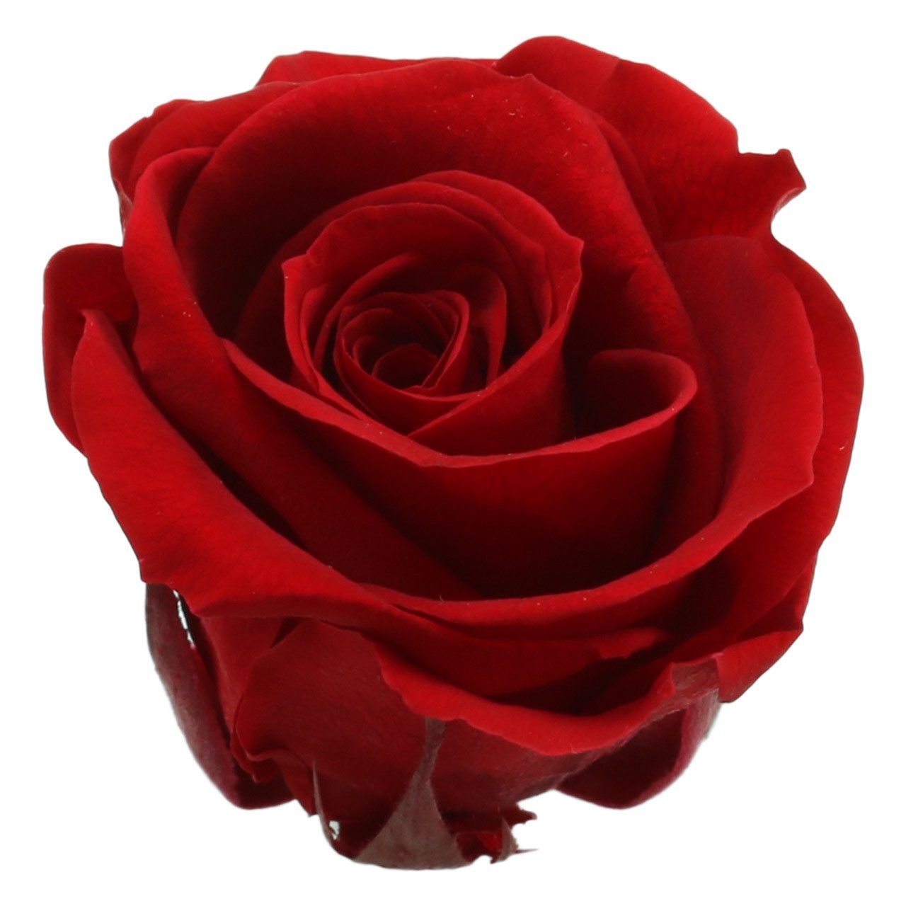 Kunstblume Konservierte Ewige Rosen Medium in Rot 8 Stück – Dekorative