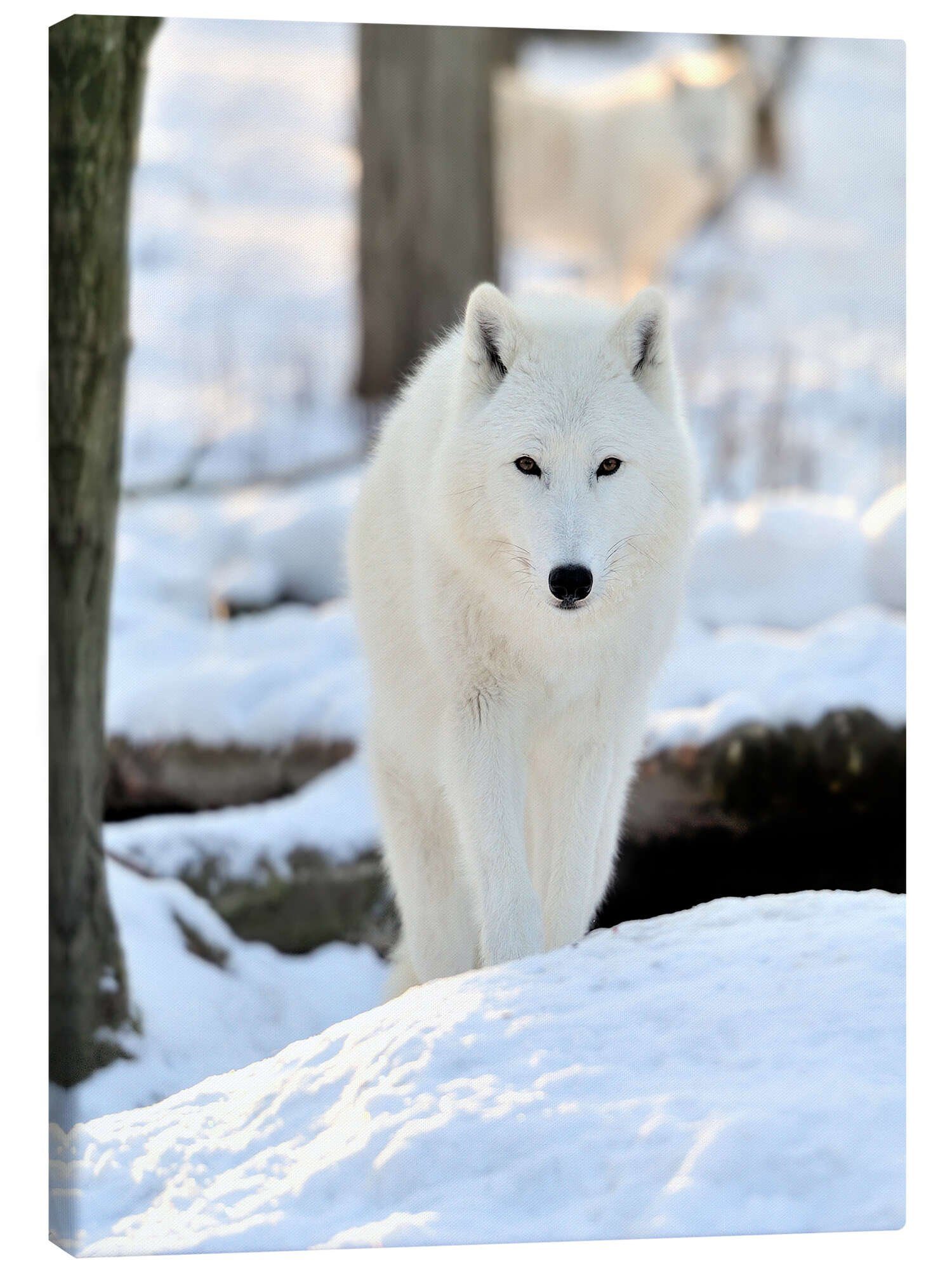 Posterlounge Wandbild Schöner weißer Wolf im Winter, Editors Choice, erhältlich als Poster, Leinwandbild, Wandsticker oder Acrylglasbild