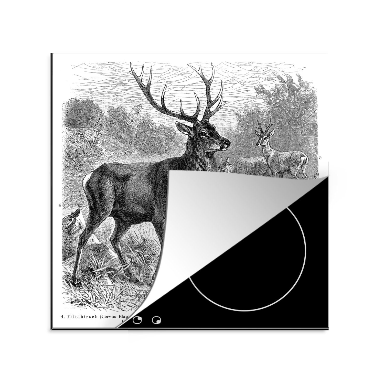 MuchoWow Herdblende-/Abdeckplatte Eine antike Illustration einer Gruppe von Hirschen, Vinyl, (1 tlg), 78x78 cm, Ceranfeldabdeckung, Arbeitsplatte für küche
