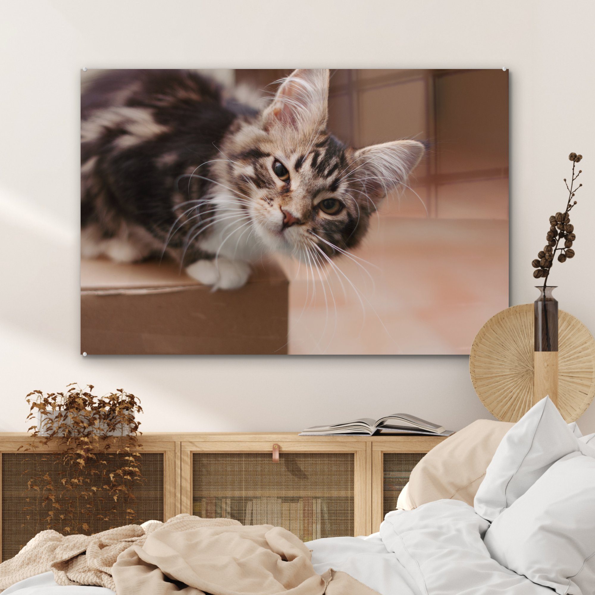 & Fragende Acrylglasbild (1 St), Schlafzimmer Wohnzimmer Acrylglasbilder Katze, MuchoWow