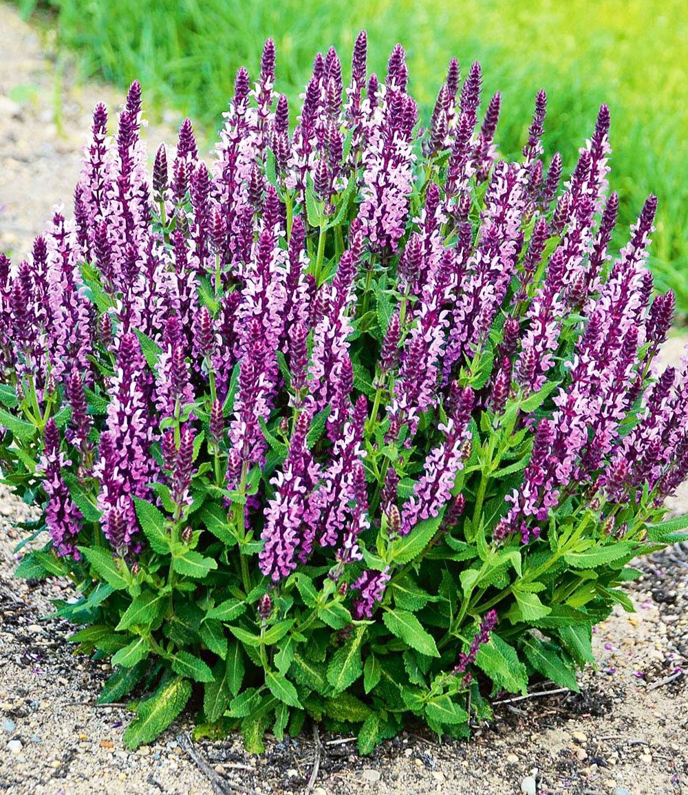 BALDUR Garten Obstpflanze Salvia 'Pink Profusion', 2 St., Remontierend, essbar,duftend, winterhart