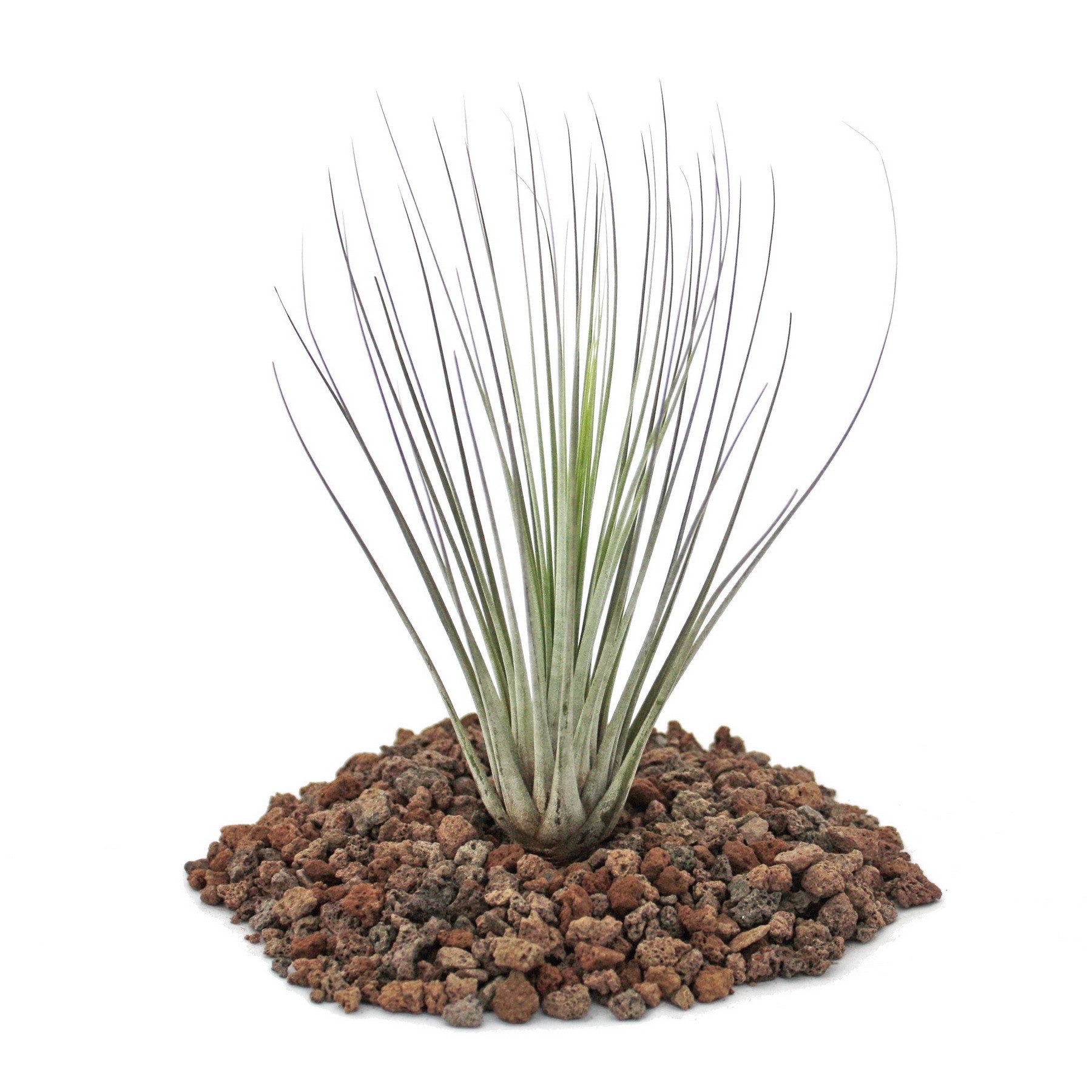 Exotenherz Zimmerpflanze Tillandsia juncea - lose Pflanze - klein