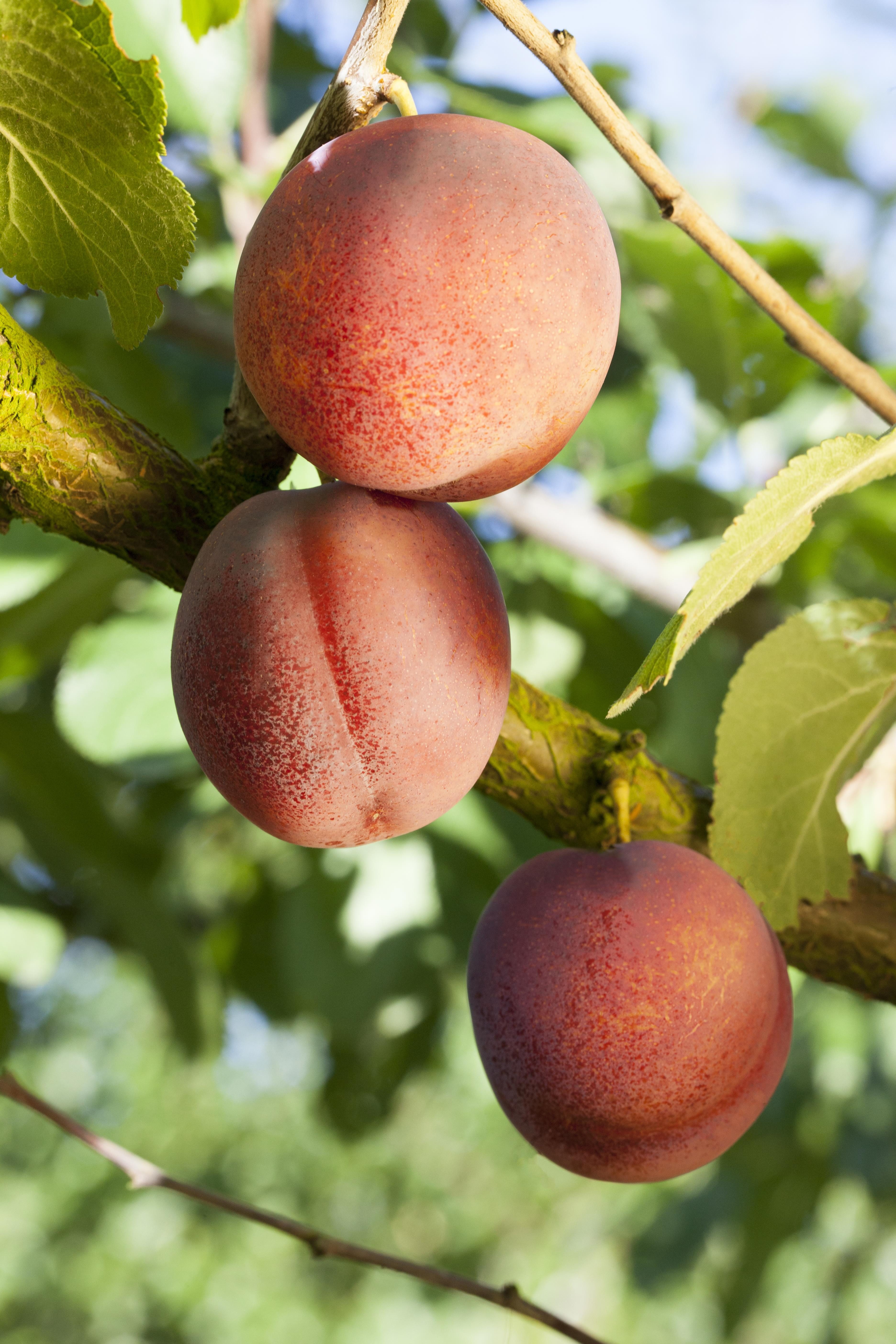 Garten von Ehren Obstpflanze Prunus armeniaca Ungarische Beste Containerware / 120-160 cm hoch