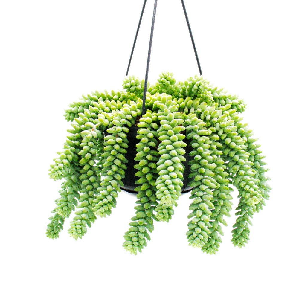 Exotenherz Kaktus Sedum morganianum Burrito Affenschaukel 14cm Ampeltopf