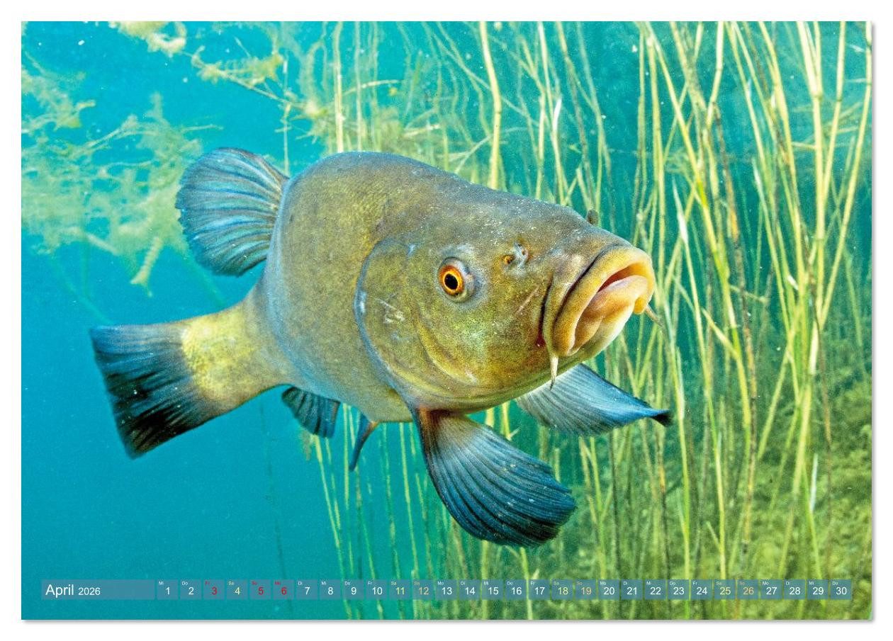 CALVENDO Wandkalender Heimische Fische: Karpfen, Forelle, Hecht (Tischkalender 2026 DIN A5 q