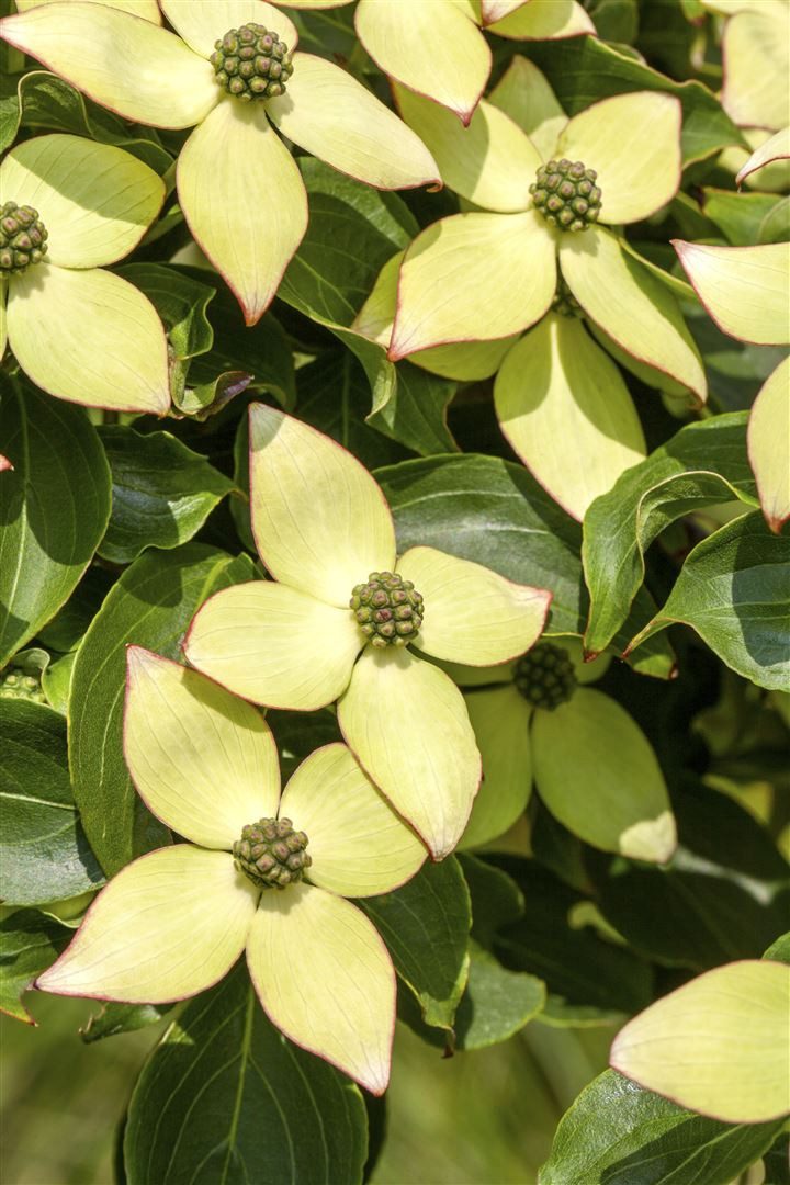 Pflanzen für Dich Gehölze Cornus kousa Wieting's Select, 1 St., Japanischer Blumen-Hartriegel, Chinesischer Blumen-Hartriegel – Bild 2 von 5