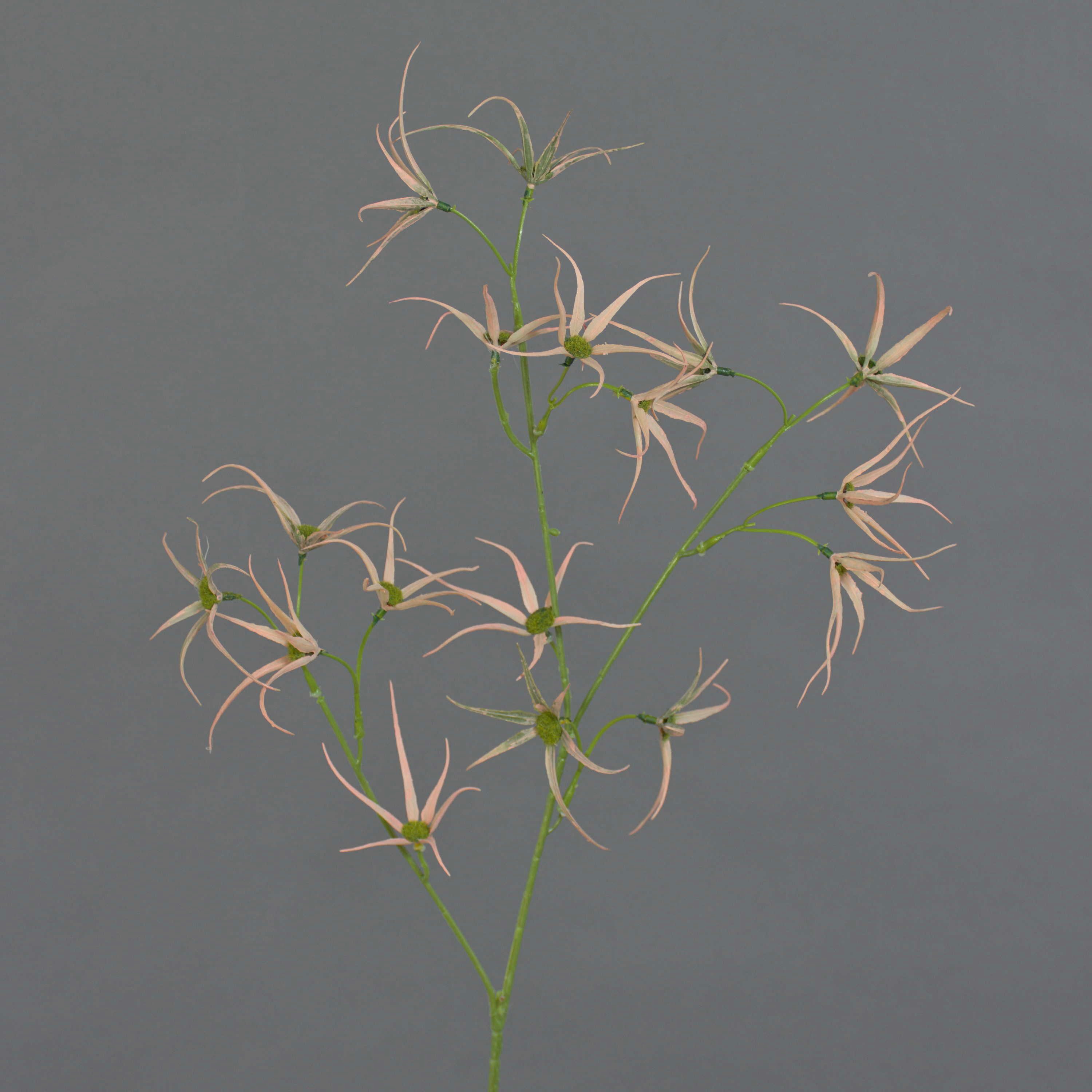 Kunstzweig Künstliche Tweedia solanoides Zweig TOSAR, rosa-grün, 70cm Tweedia, artplants, Höhe 70.0 cm