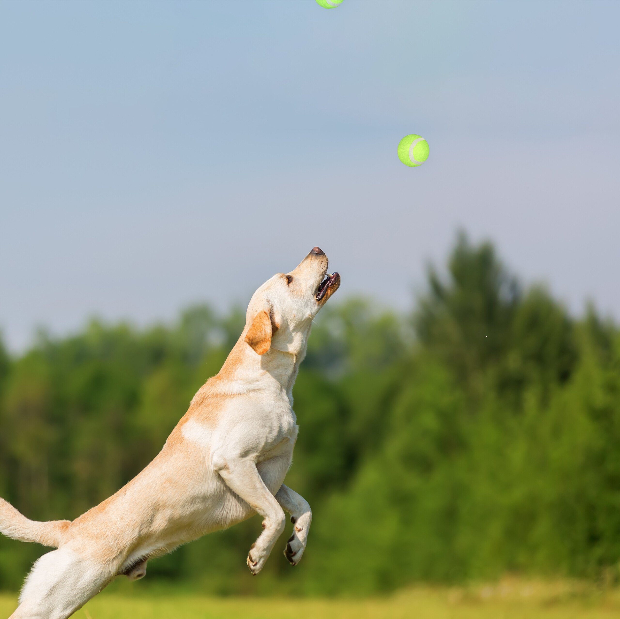 relaxdays Ballschleuder Ballschleuder für Hunde Set 4er