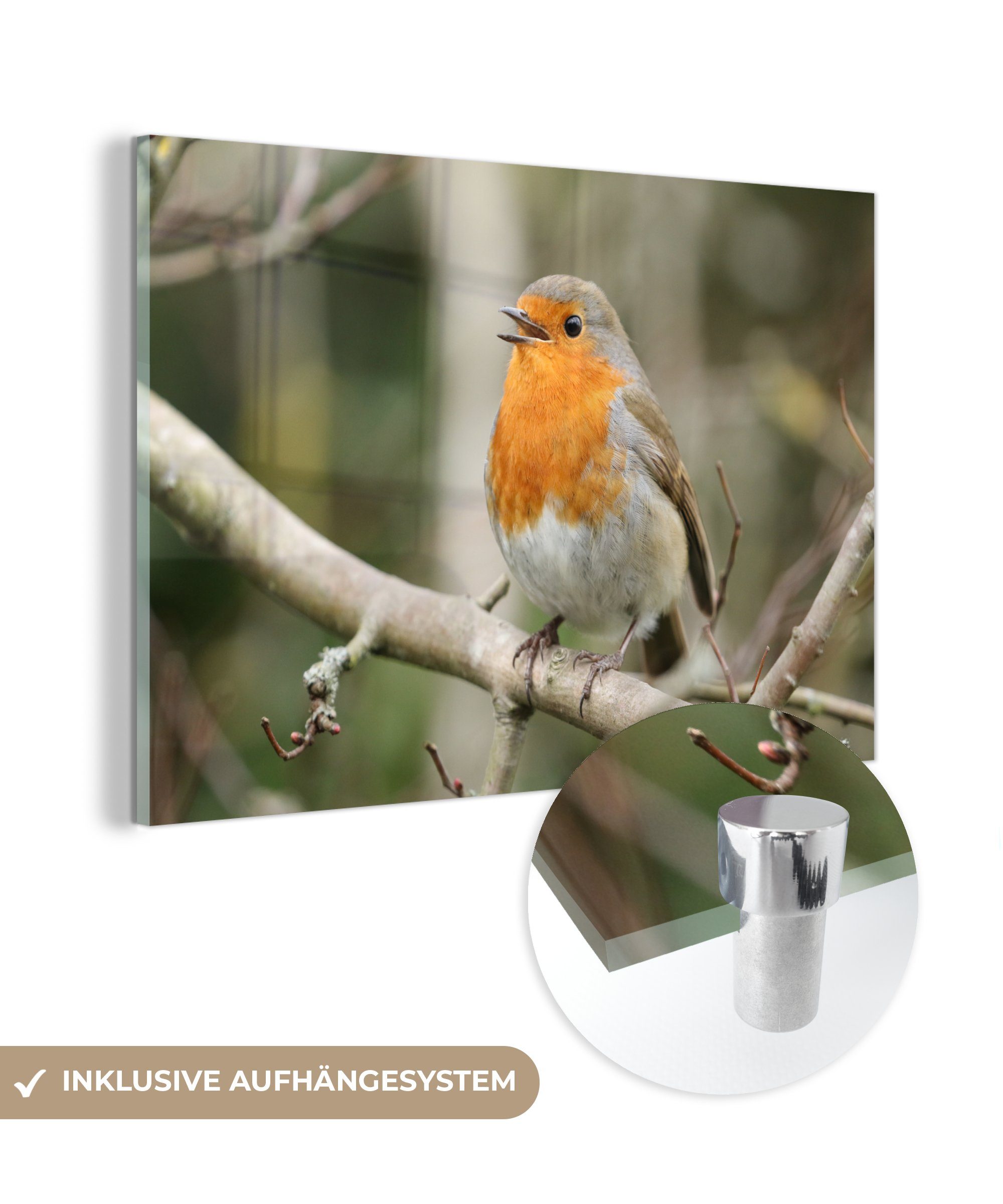 MuchoWow Acrylglasbild Robin - Tiere - Lied, (1 St), Acrylglasbilder Wohnzimmer & Schlafzimmer