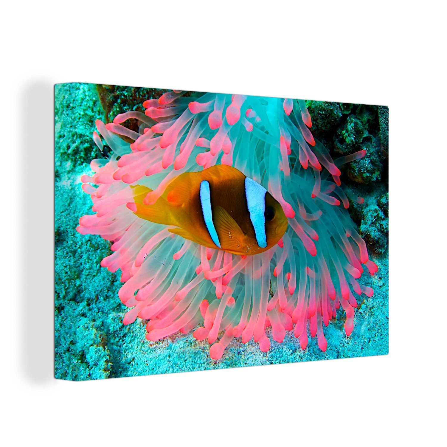 Anemone 30x20 OneMillionCanvasses® - Aufhängefertig, Wandbild cm - Wanddeko, Neon Leinwandbild (1 Fisch, St), Leinwandbilder,
